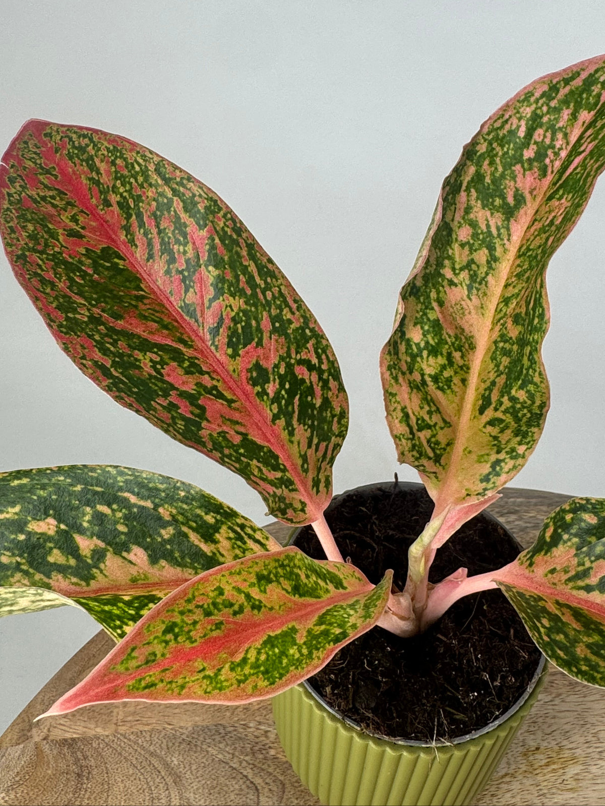 AGLAONEMA LIPSTICK ROSADO 9CM