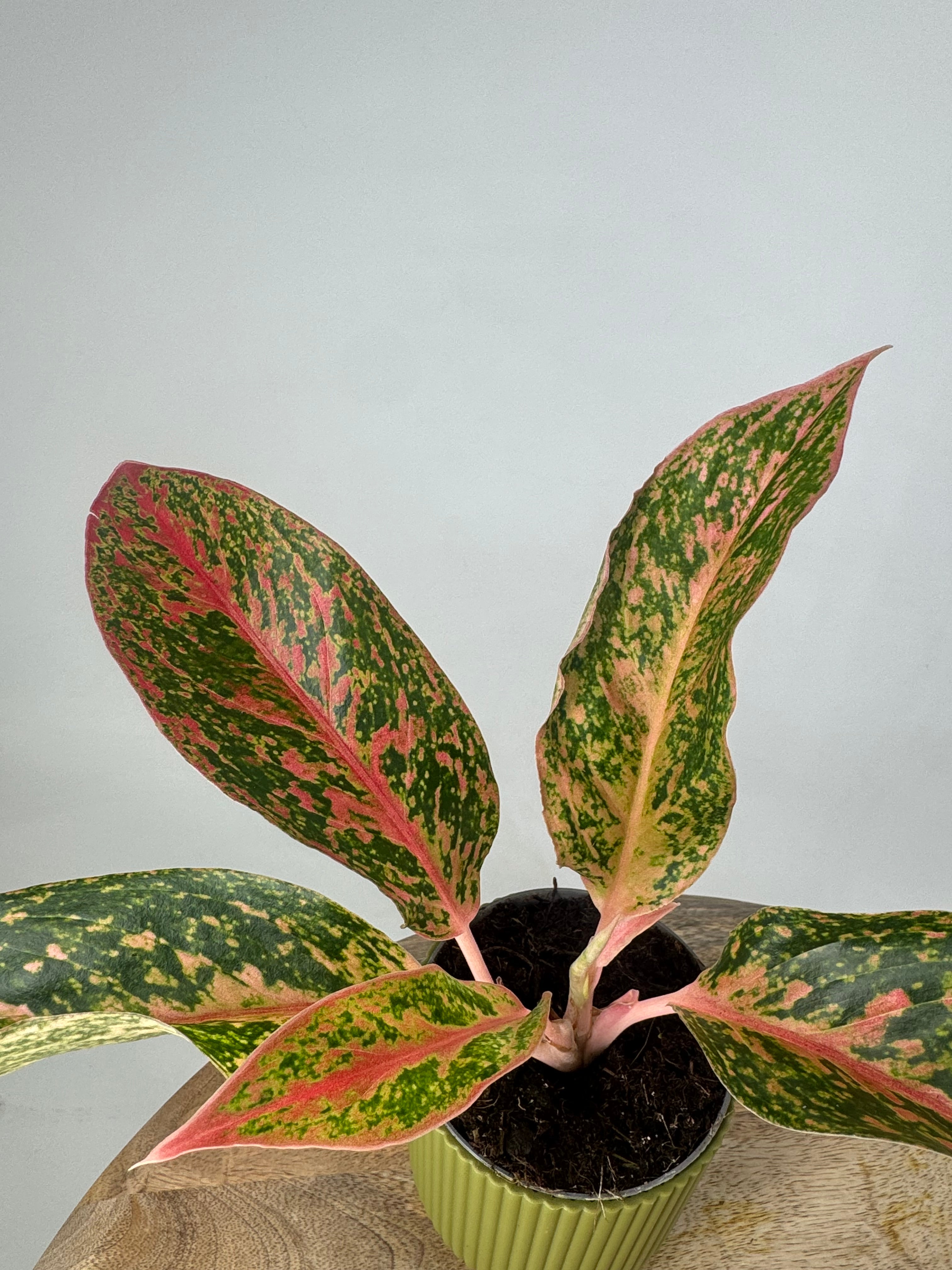 AGLAONEMA LIPSTICK ROSADO 9CM