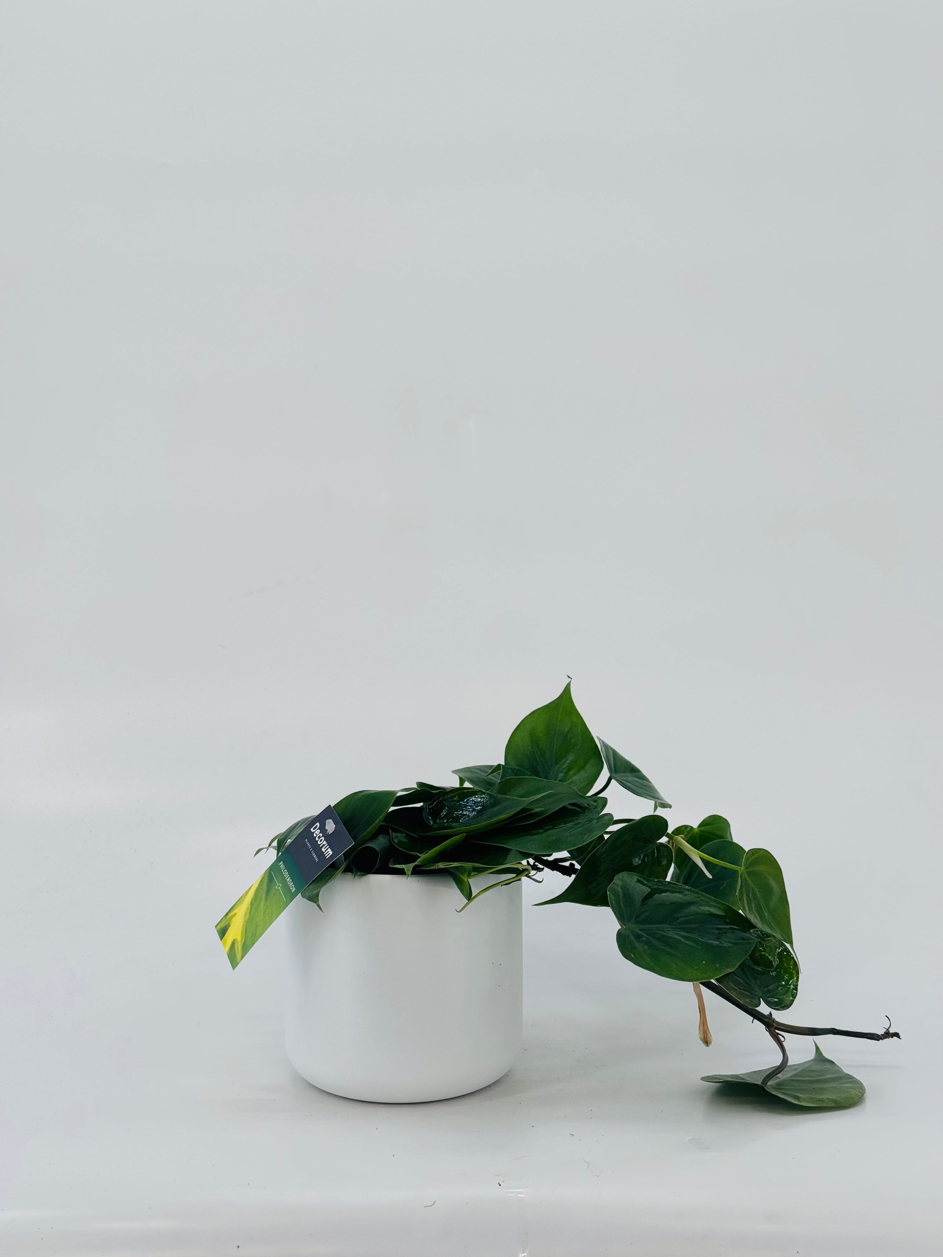 EPIPREMNUM PINN MIX M12