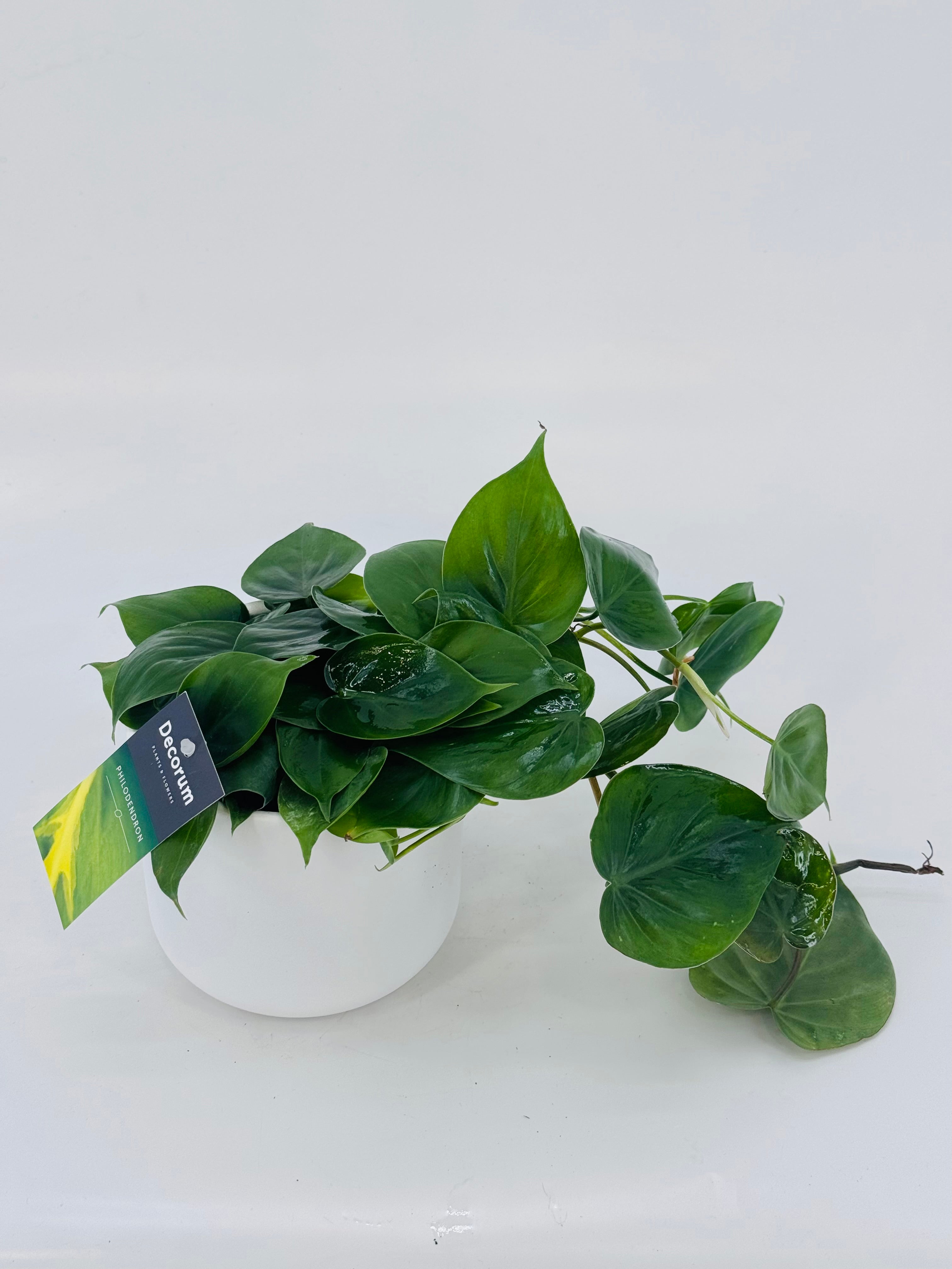 EPIPREMNUM PINN MIX M12