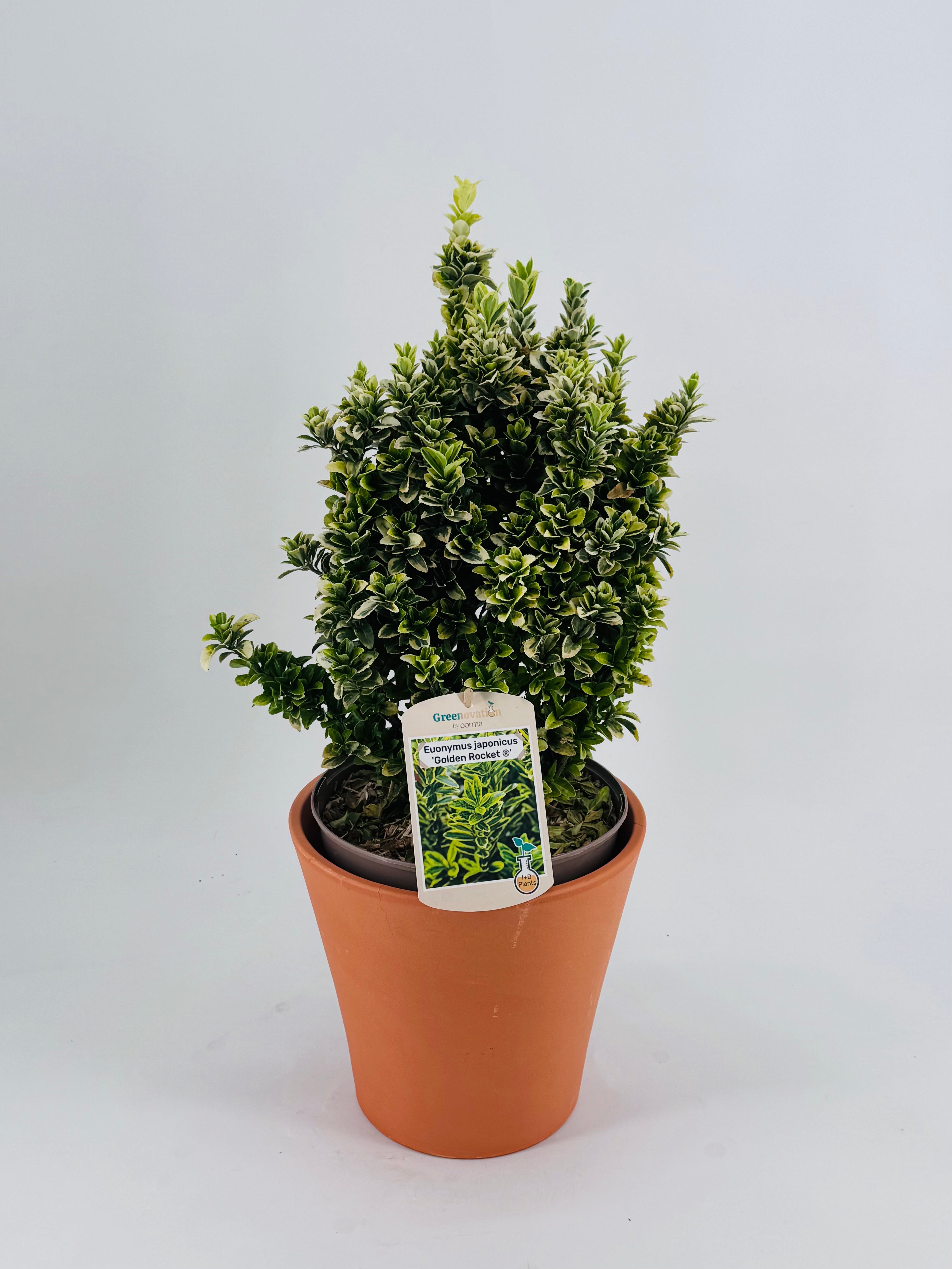 EUONYMUS J. GOLDEN ROCKET 5L