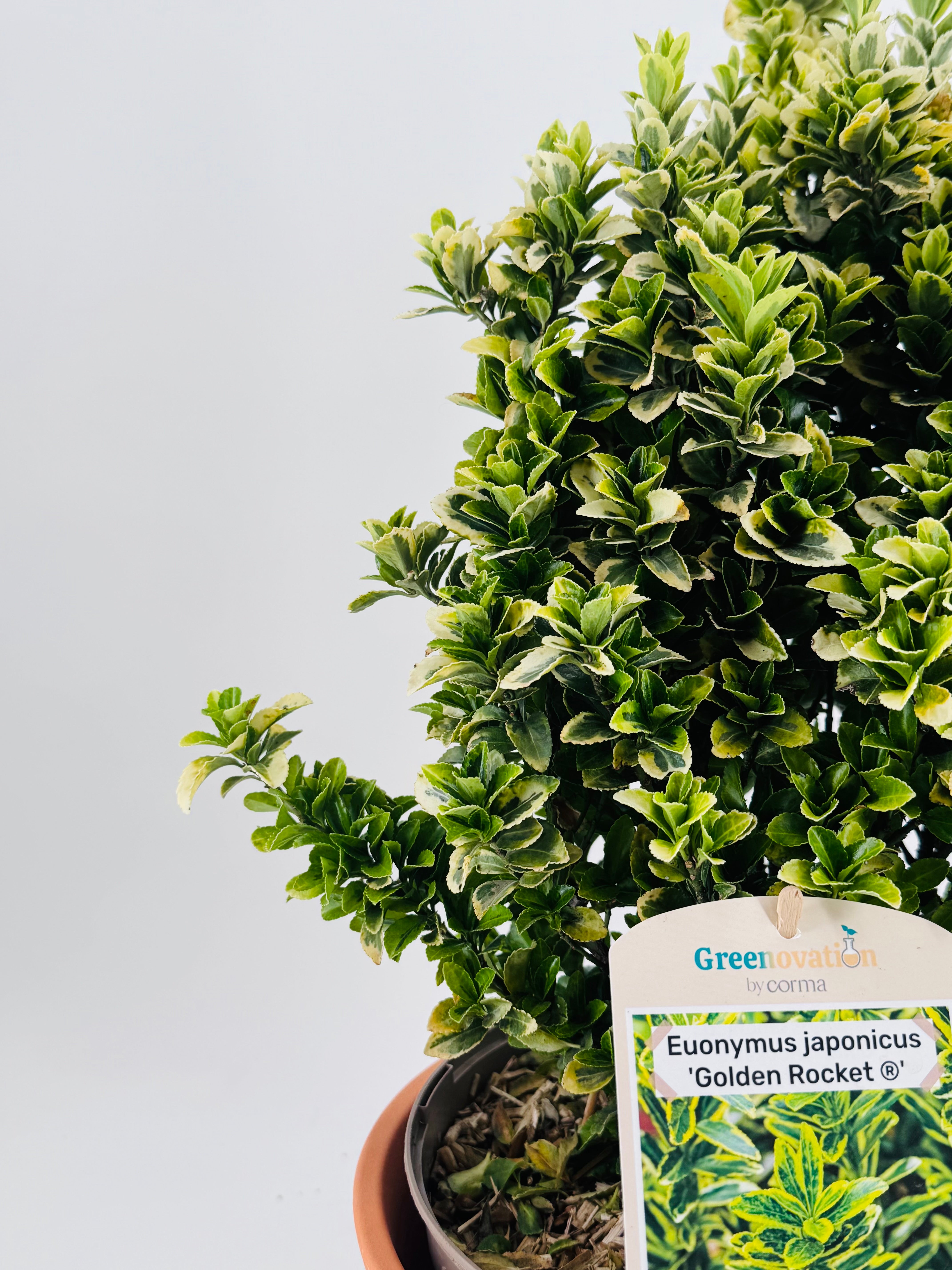 EUONYMUS J. GOLDEN ROCKET 5L