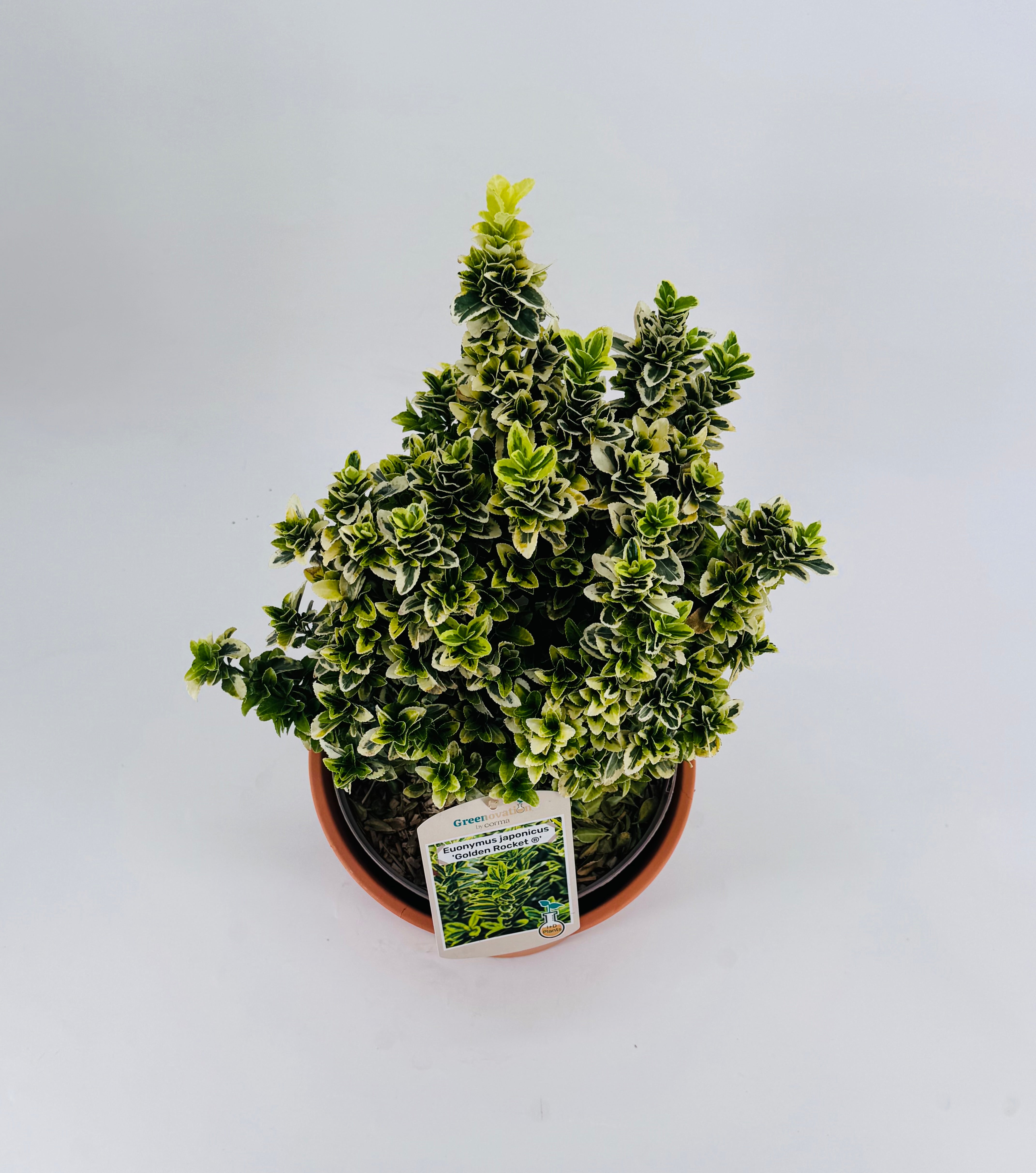 EUONYMUS J. GOLDEN ROCKET 5L
