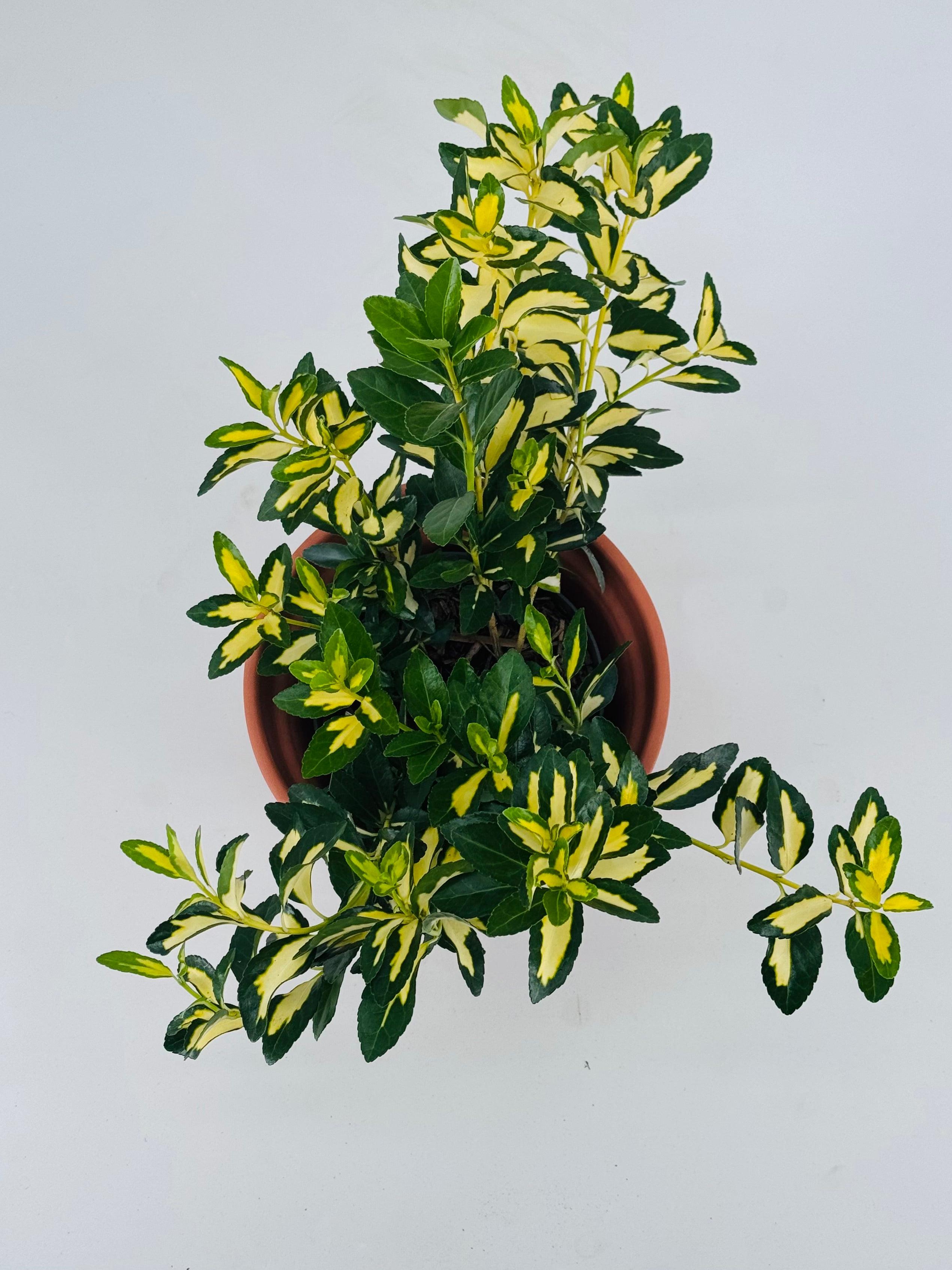 EUONYMUS JAP. AUREO MARGINATUS 3L