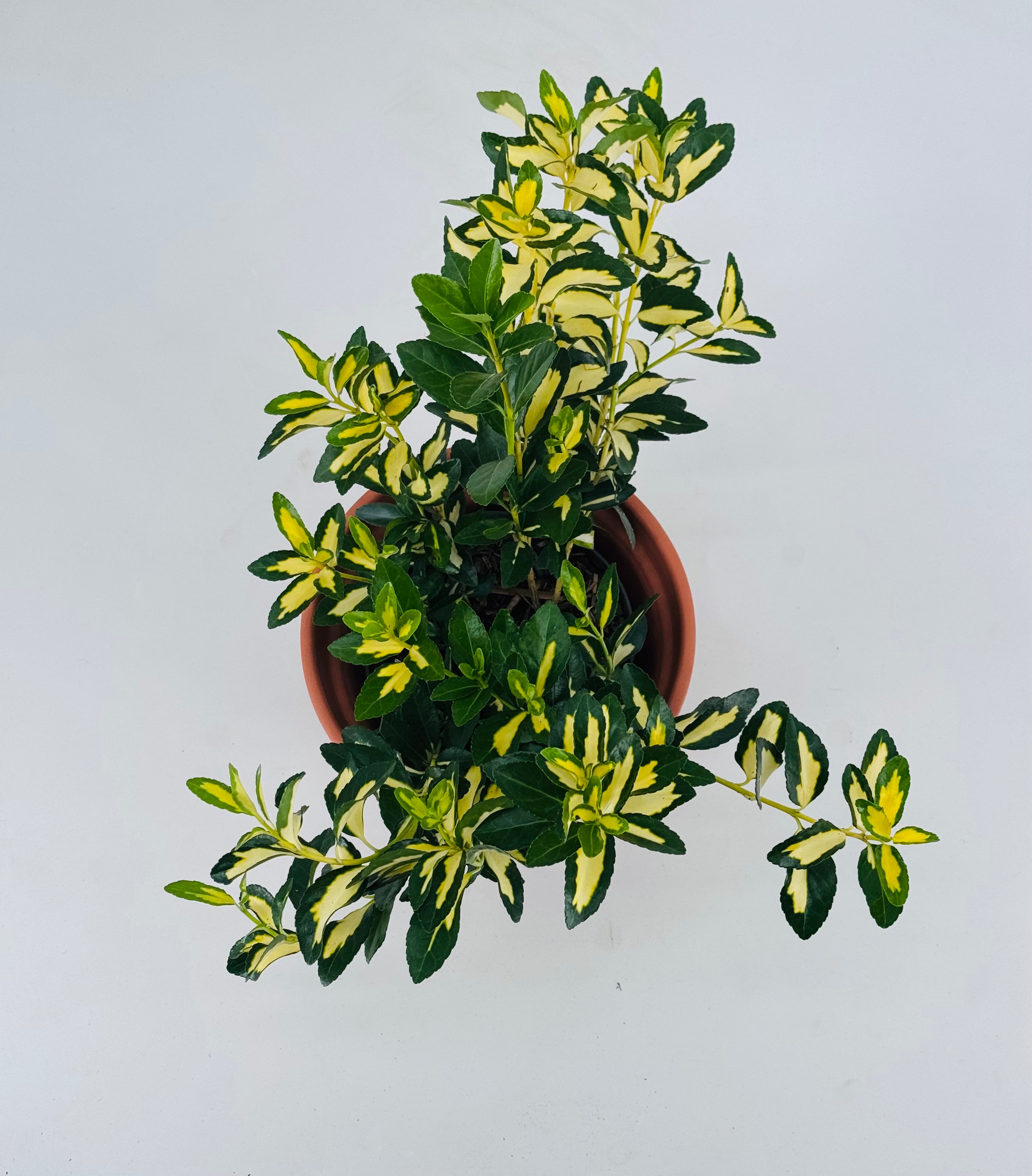 EUONYMUS JAP. AUREO MARGINATUS 3L