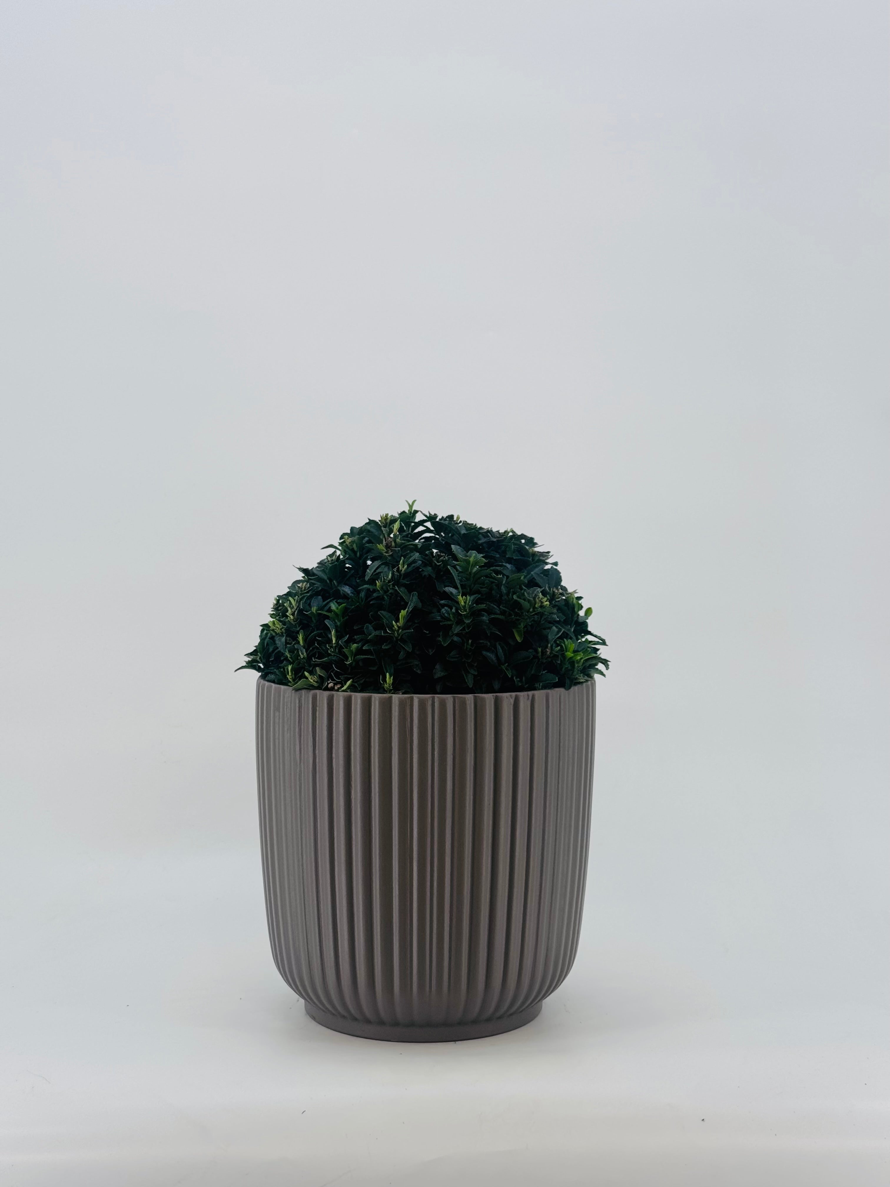 EUONYMUS JAPONICUS MICROPHYLLUS 5L