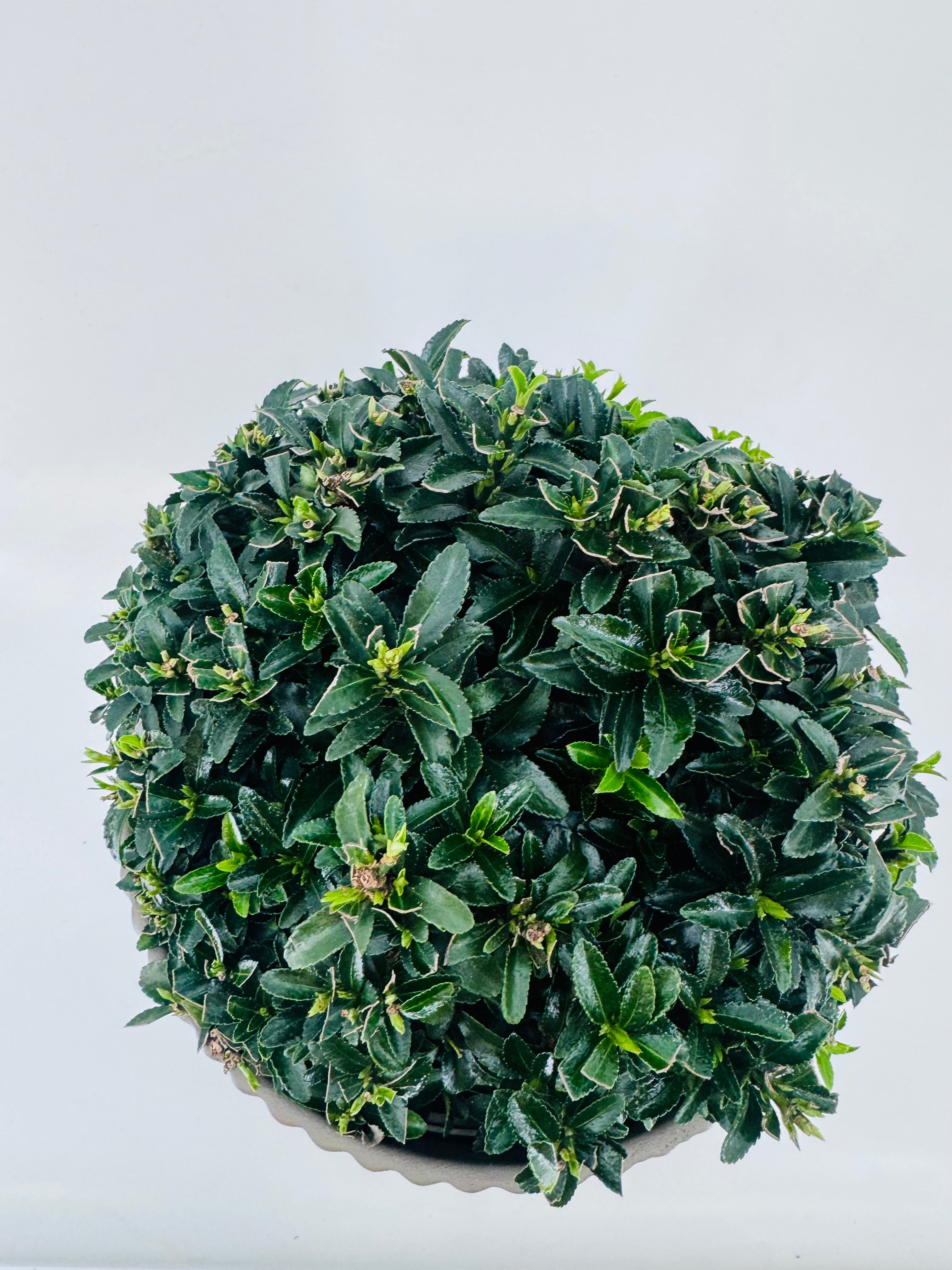 EUONYMUS JAPONICUS MICROPHYLLUS 5L