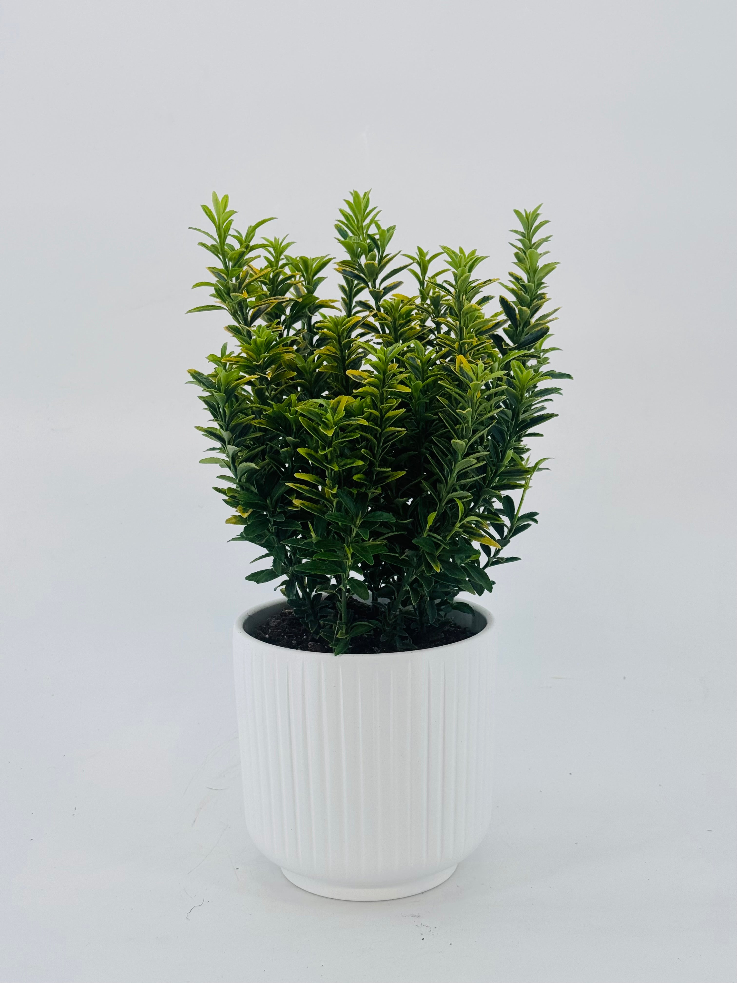 EUONYMUS JAP MIX M13