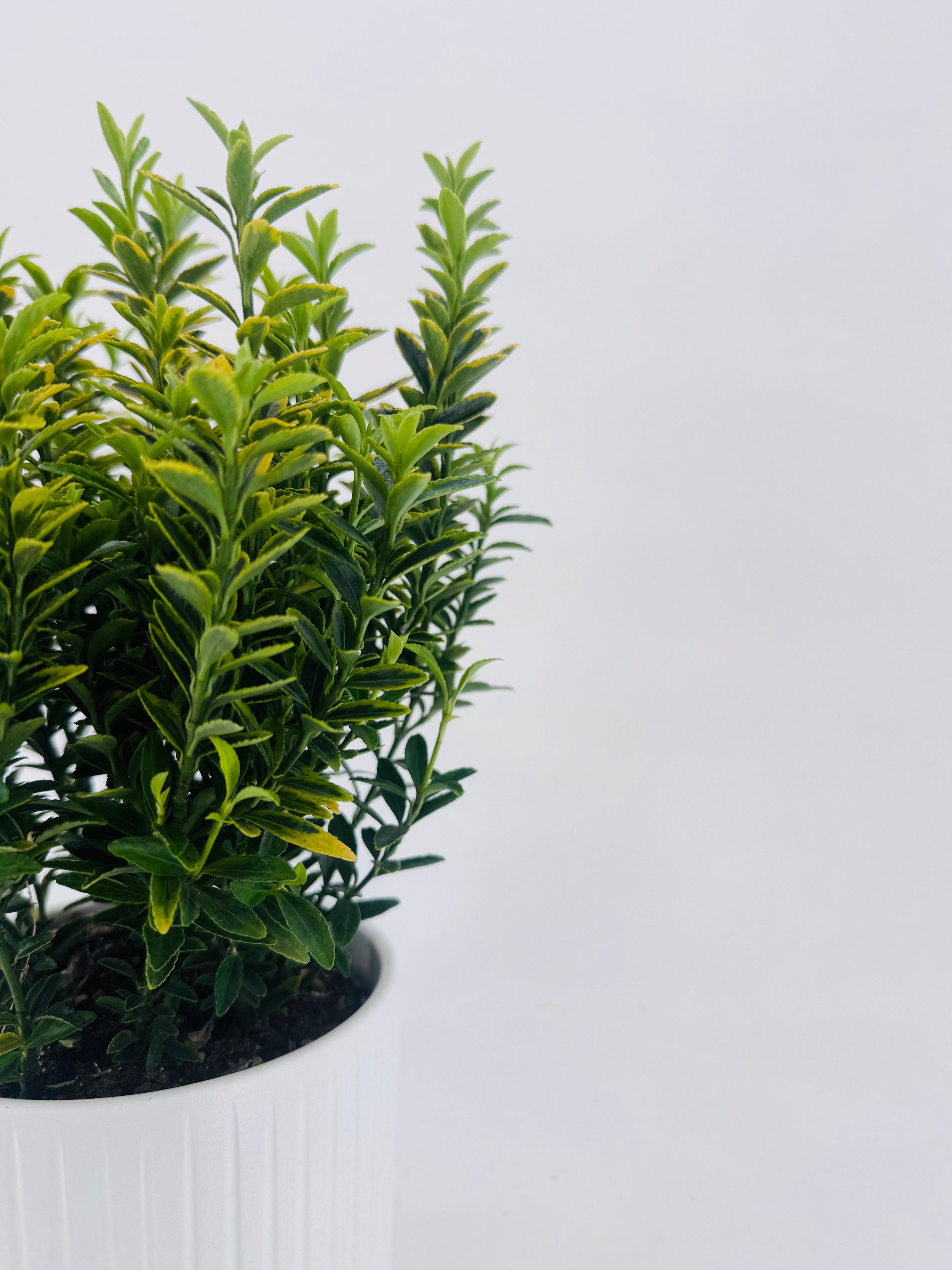 EUONYMUS JAP MIX M13