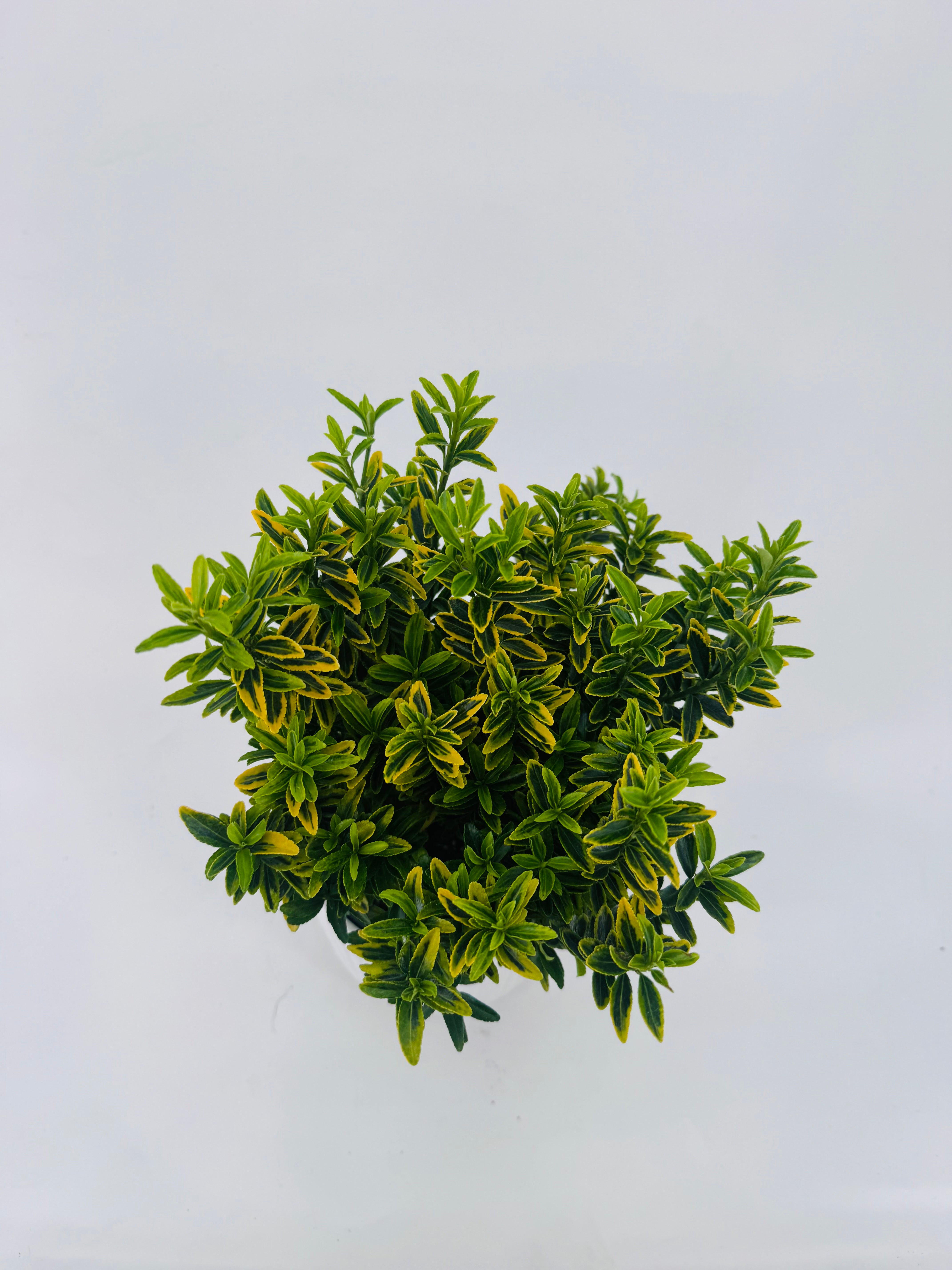 EUONYMUS JAP MIX M13