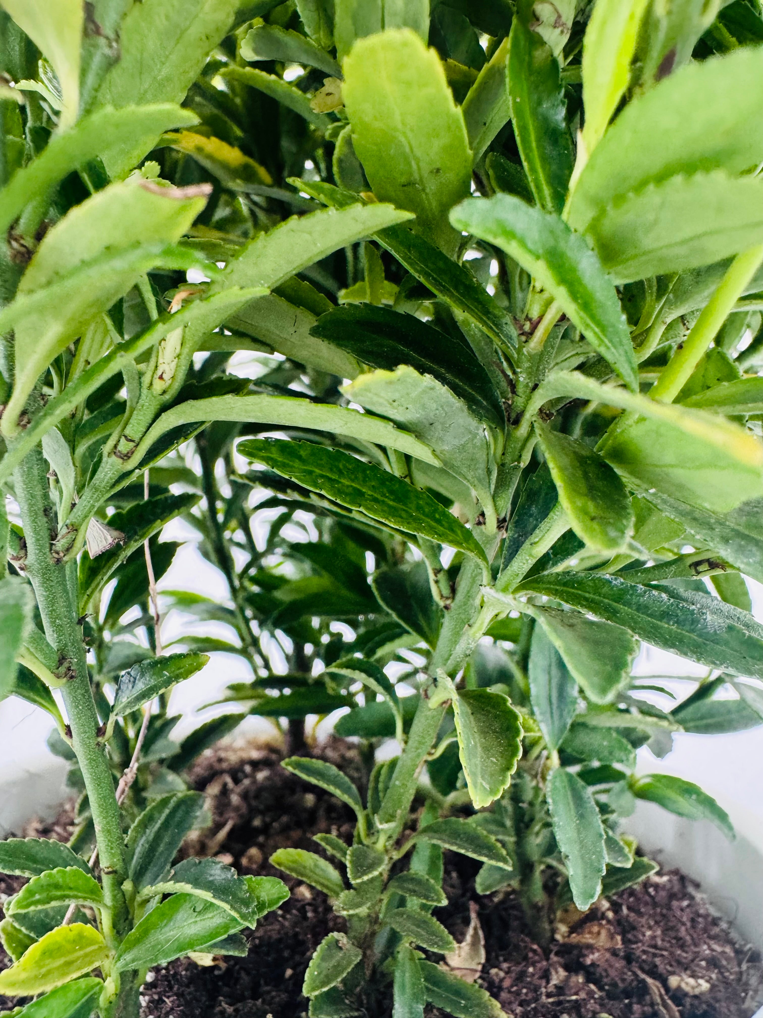 EUONYMUS JAP MIX M13