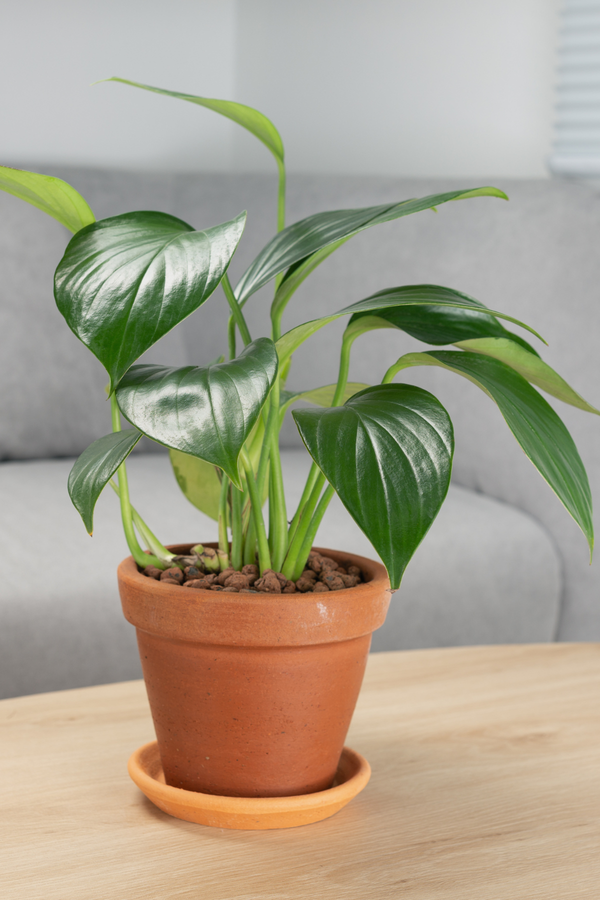 EPIPREMNUM PINN MIX M15