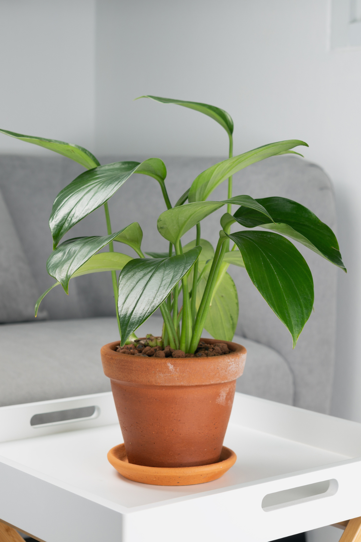 EPIPREMNUM PINN MIX M15