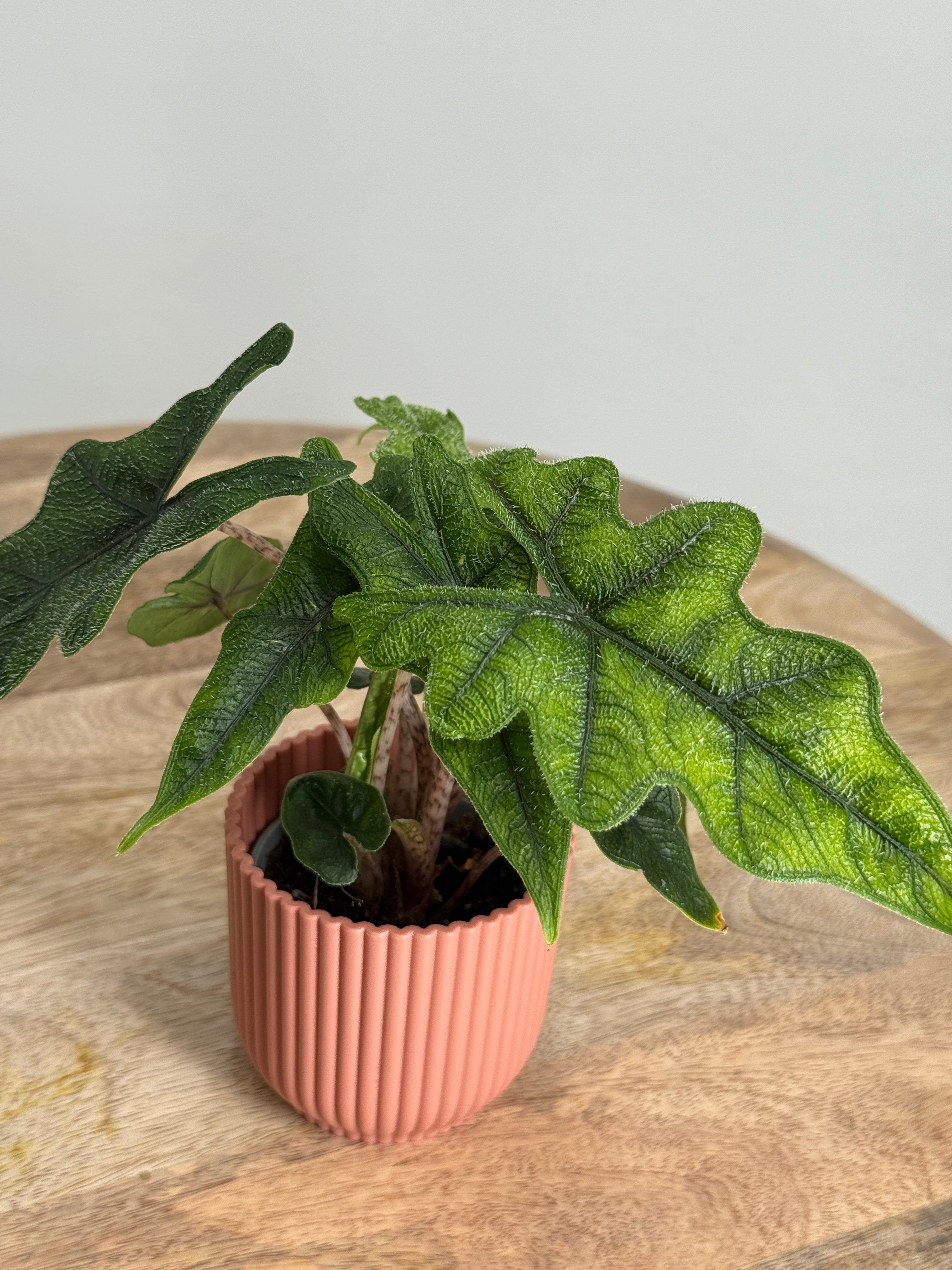 ALOCASIA JACKLYN M6