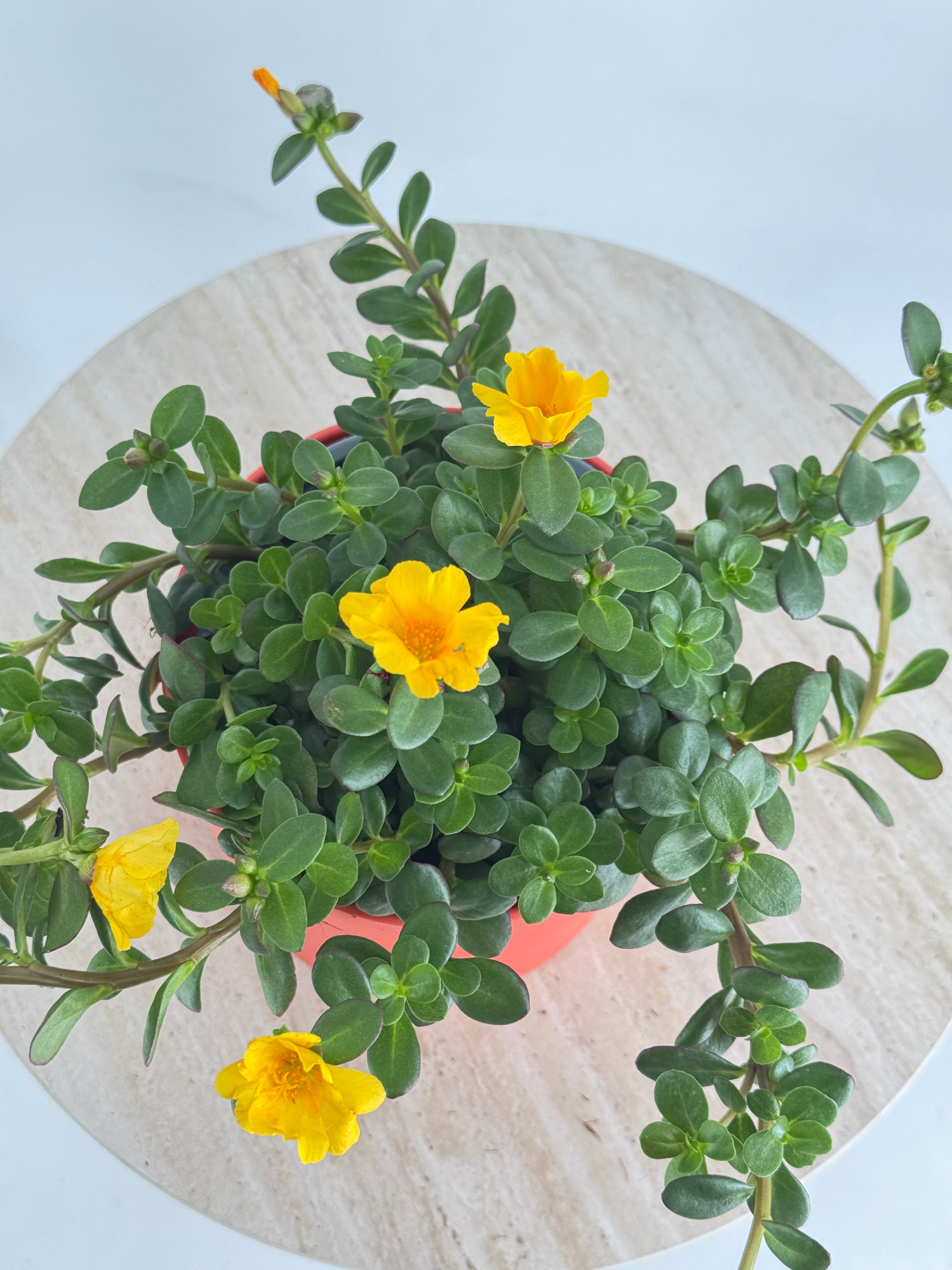 PORTULACA GRANDIFLORA M13