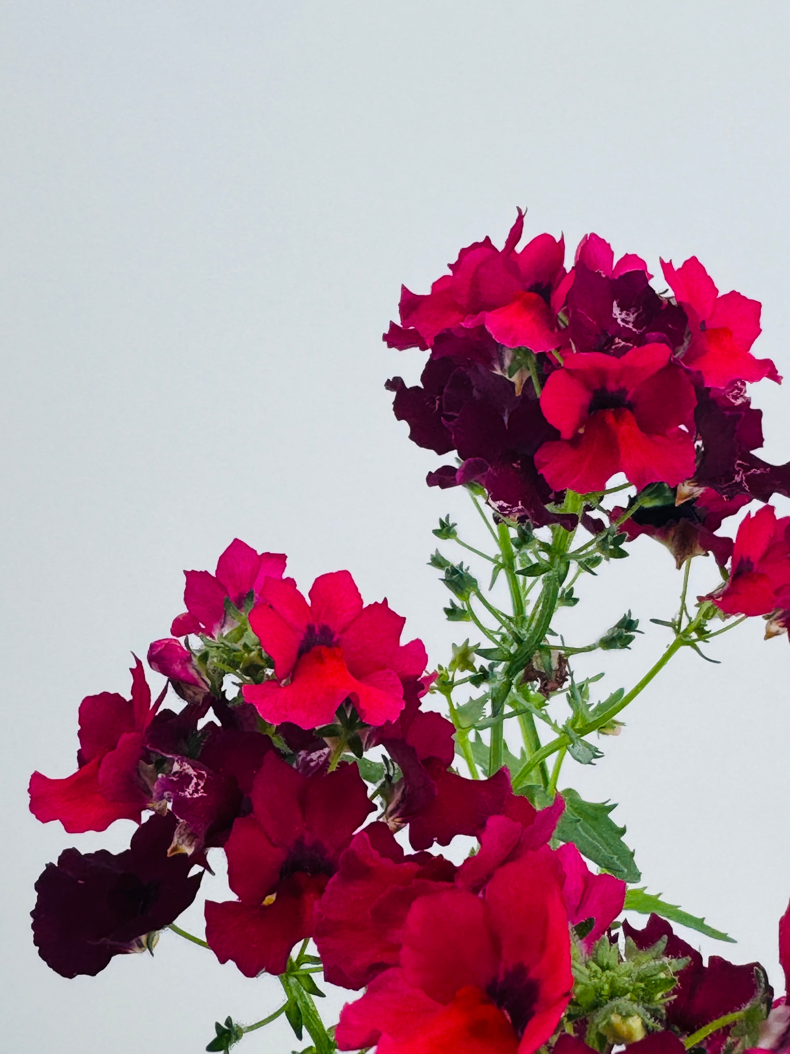 NEMESIA M13