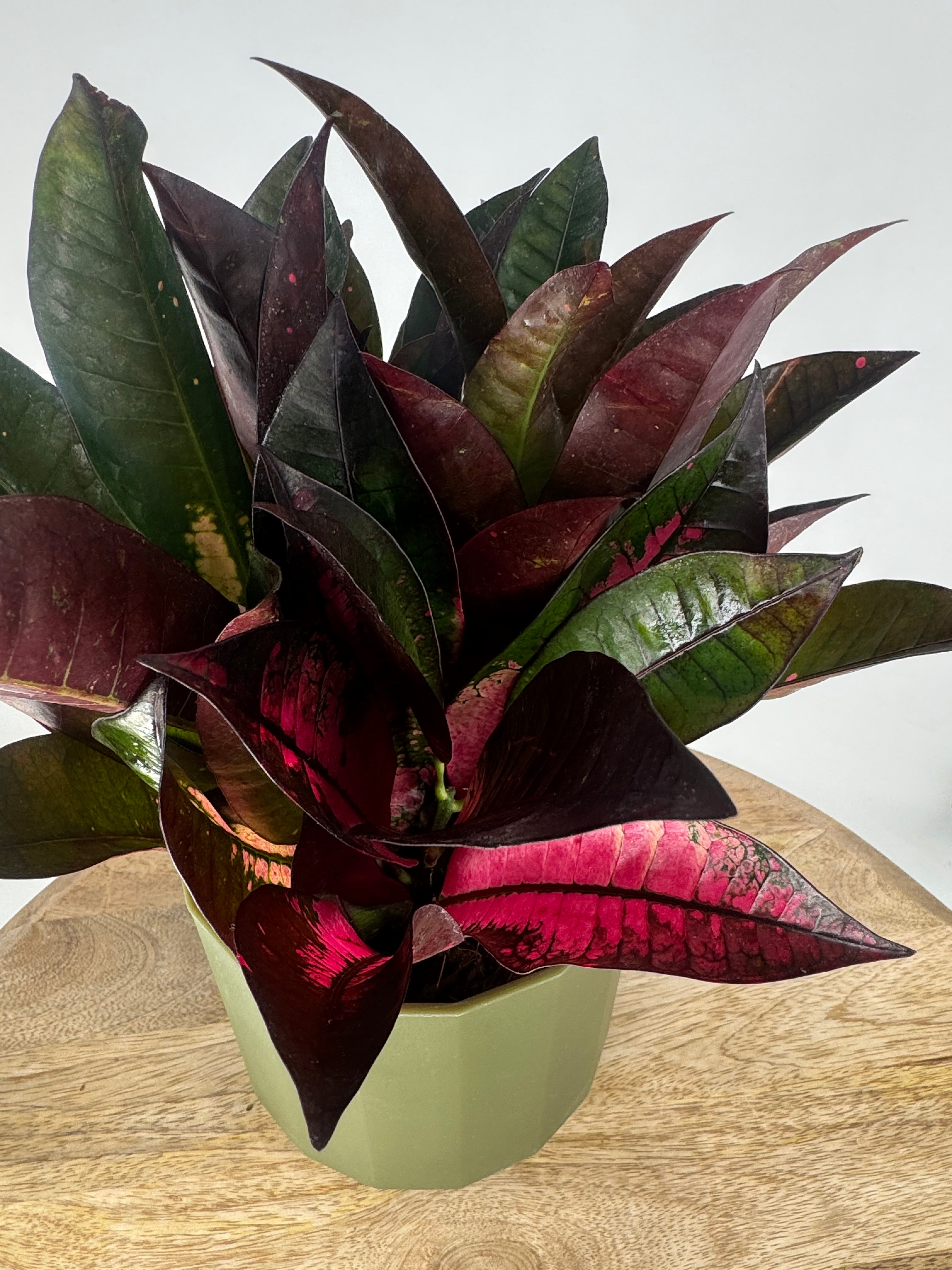 CODIAEUM VAR. MRS ICETON M12