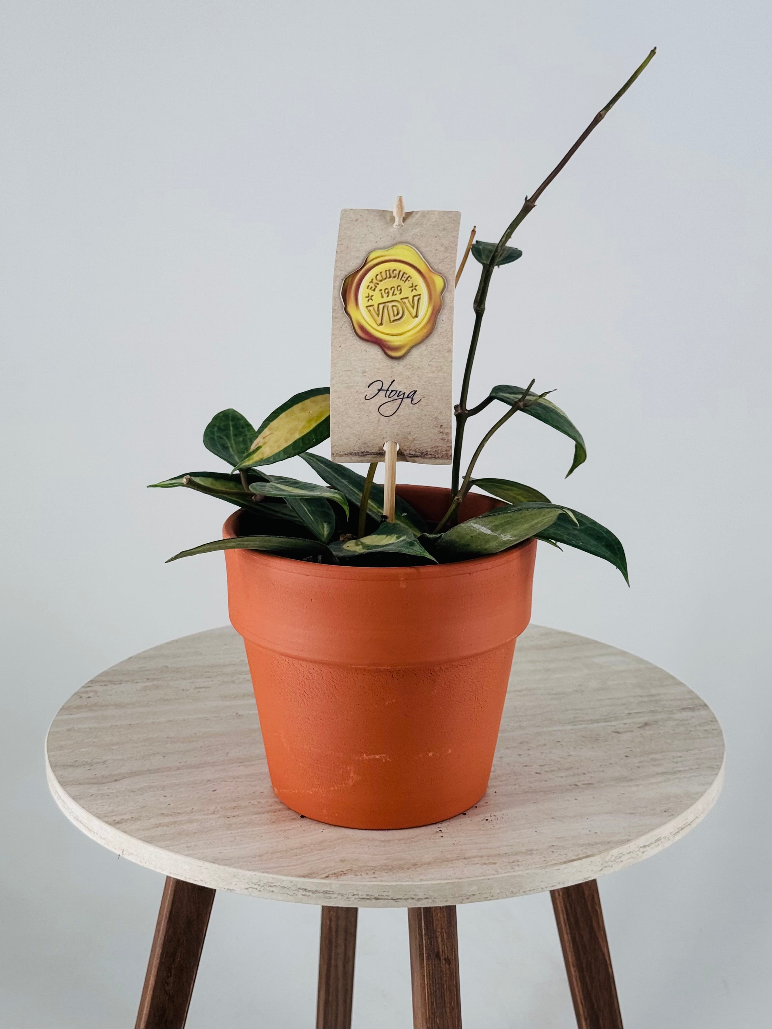 HOYA OF GOLD M12
