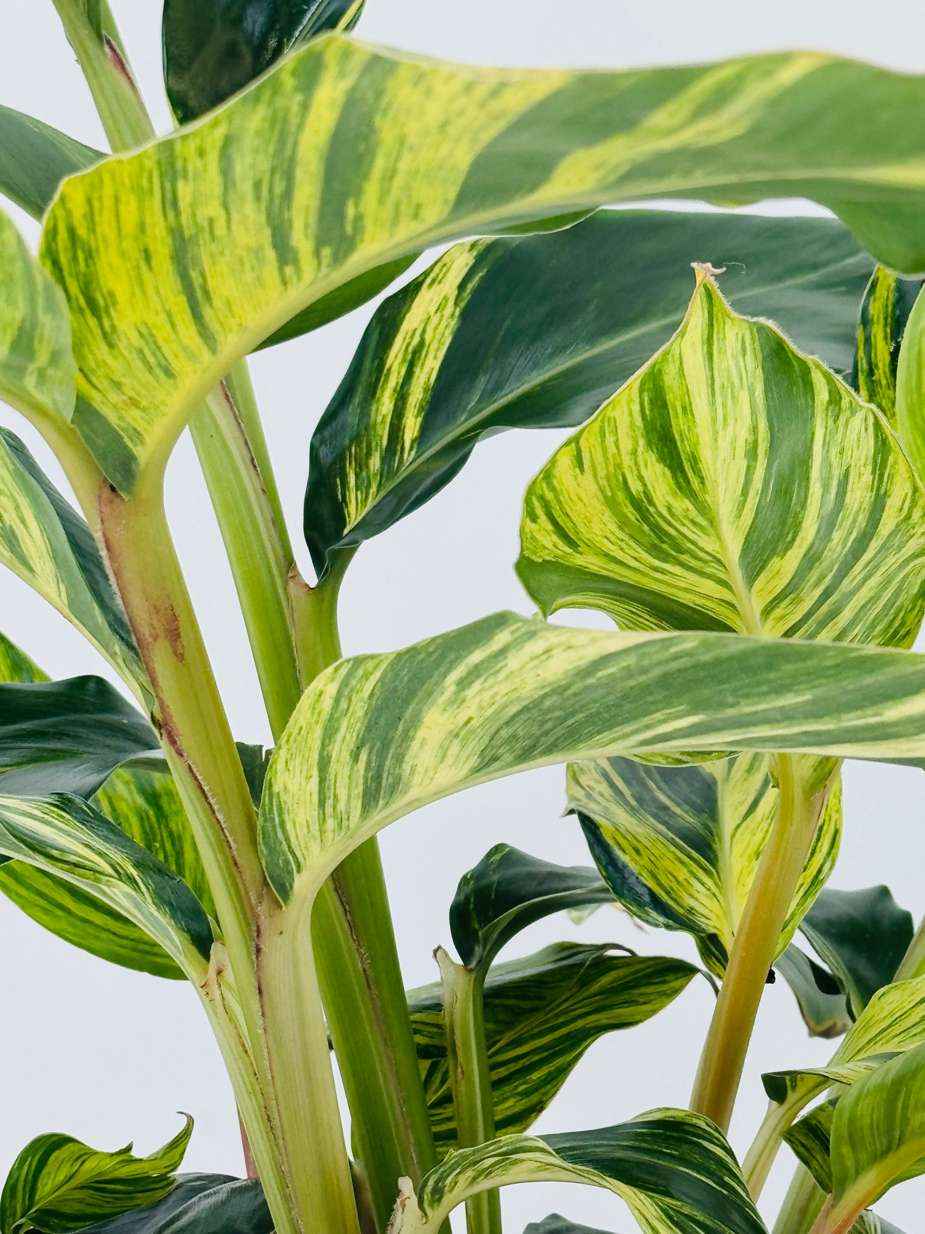 ALPINIA ZERUMBET VARIEGATA M21