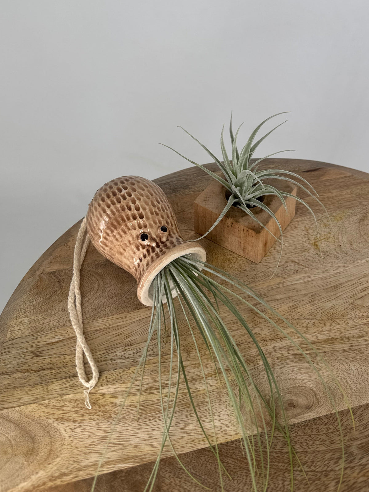TILLANDSIA MIX