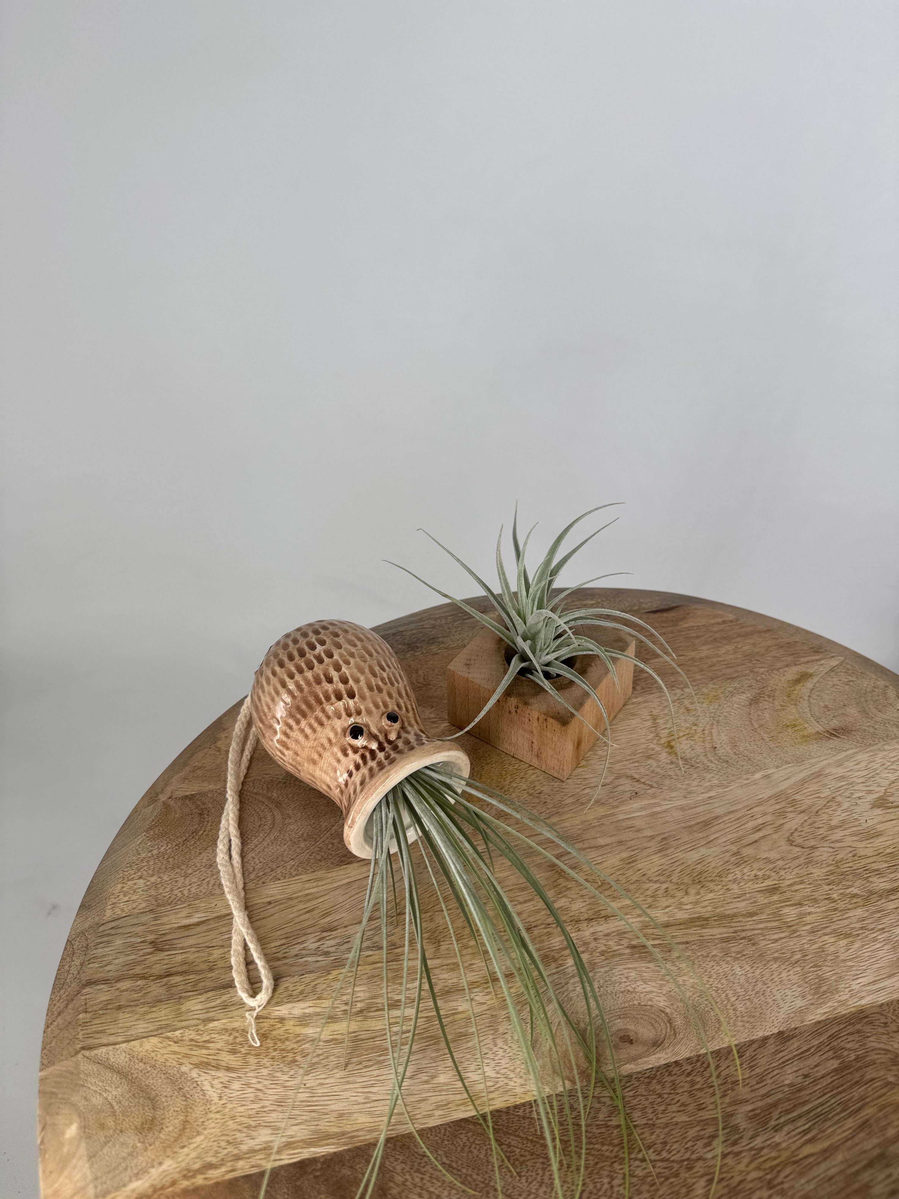 TILLANDSIA MIX