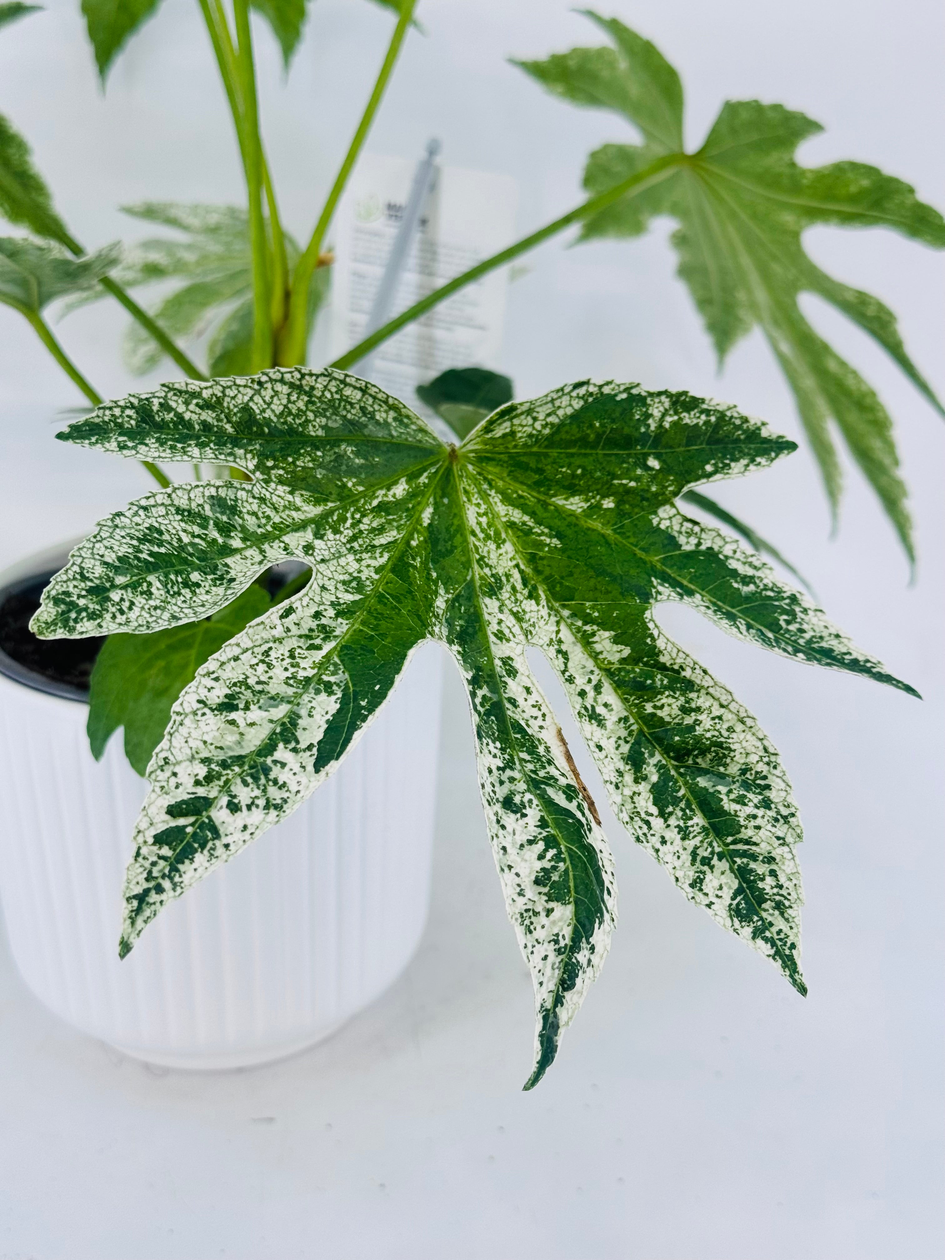 FATSIA JAPONICA VARIEGATA 3L