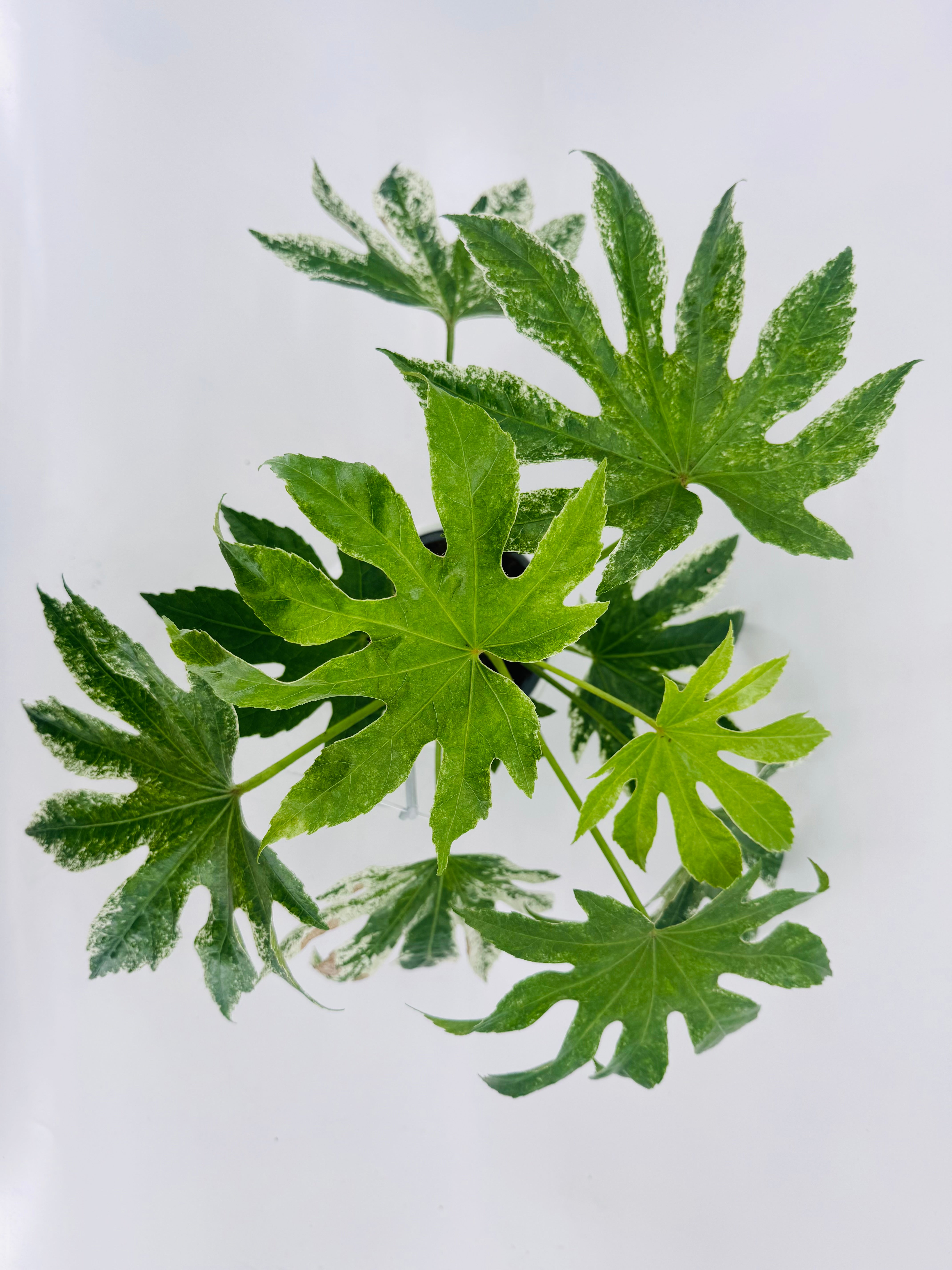 FATSIA JAPONICA VARIEGATA 3L