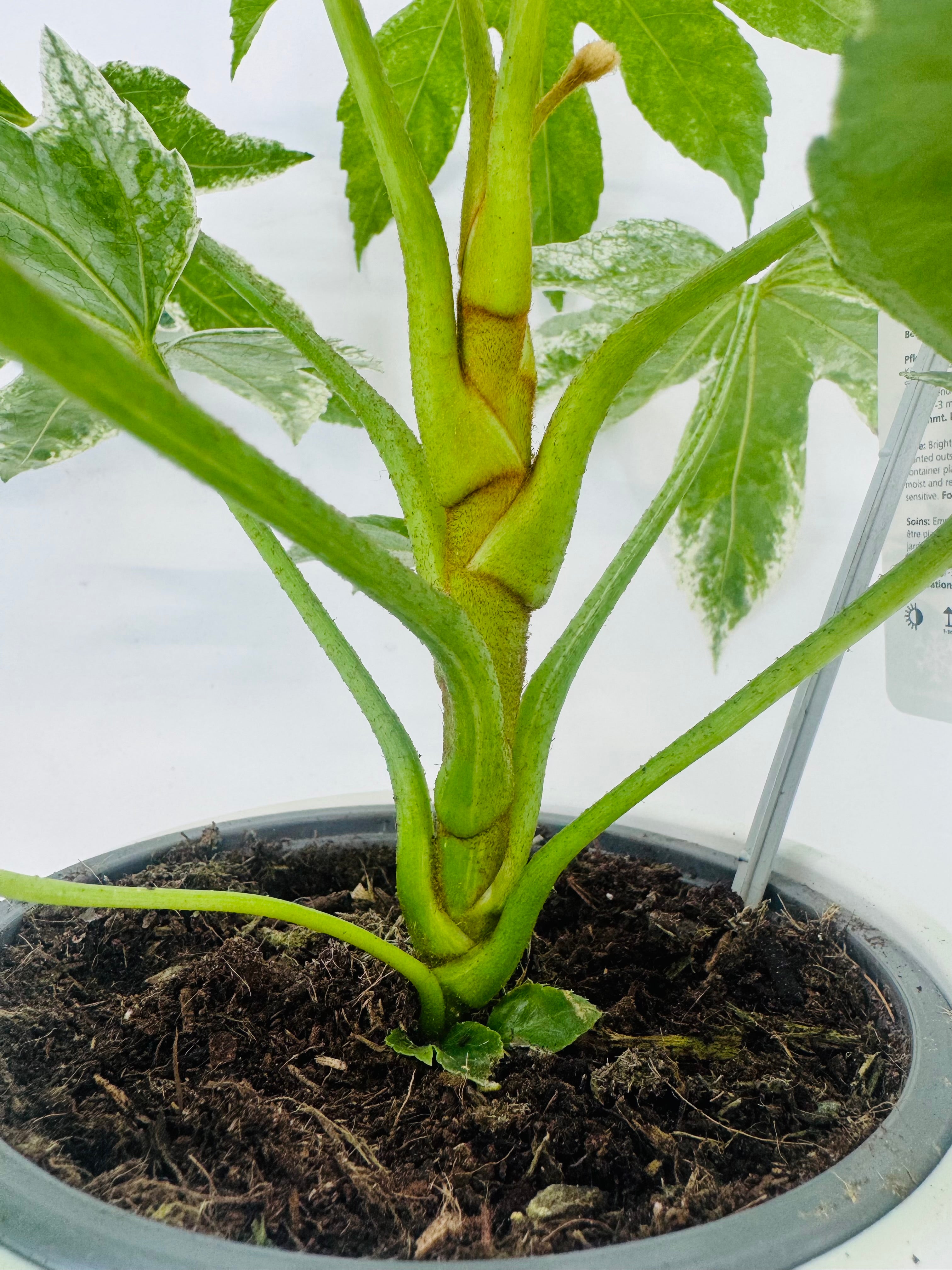 FATSIA JAPONICA VARIEGATA 3L