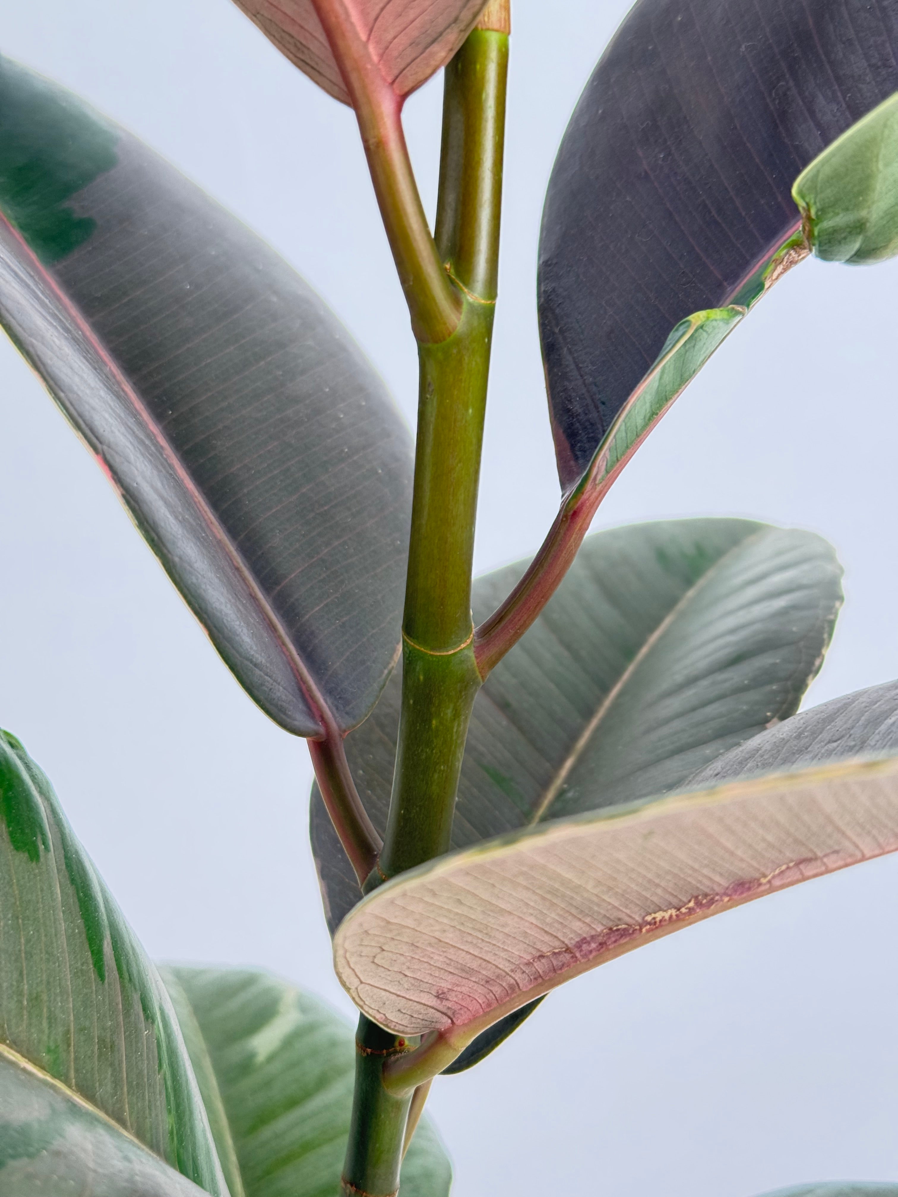 FICUS ELASTICA MIX M14