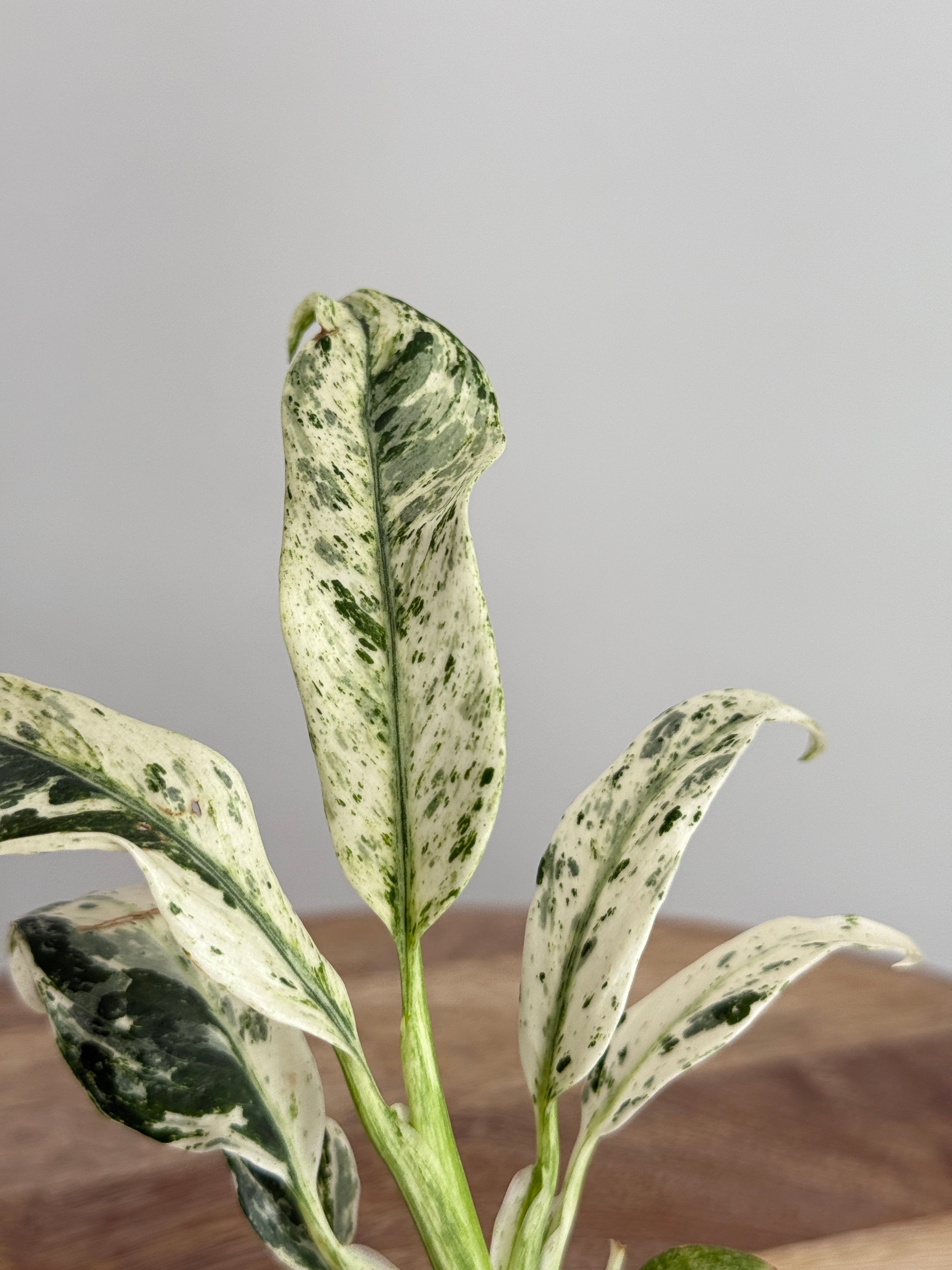 RAPHIDOPHORA PUBERULA VARIEGATA M6