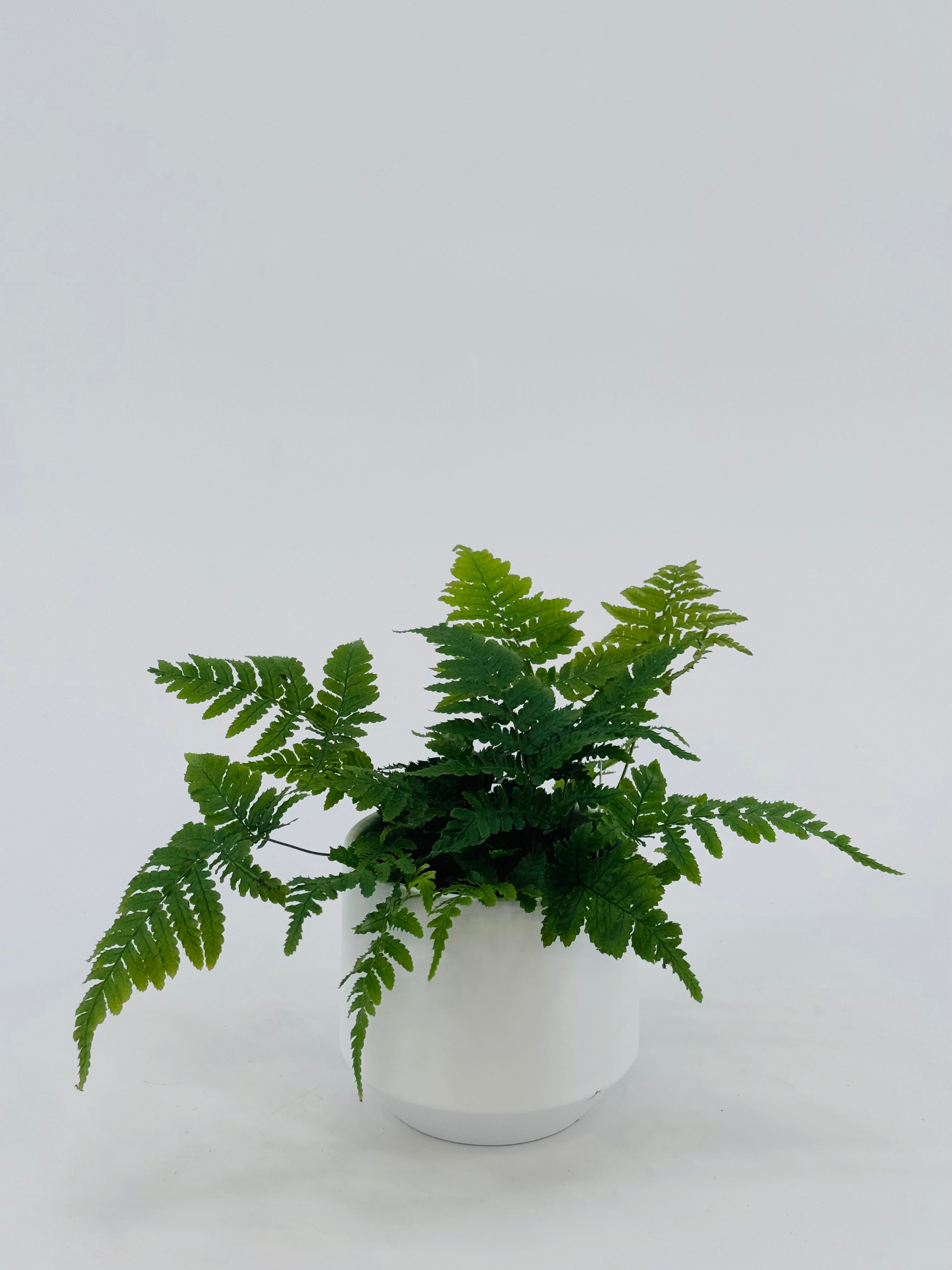 FERNS AIR SO PURE MEZCLADO M9