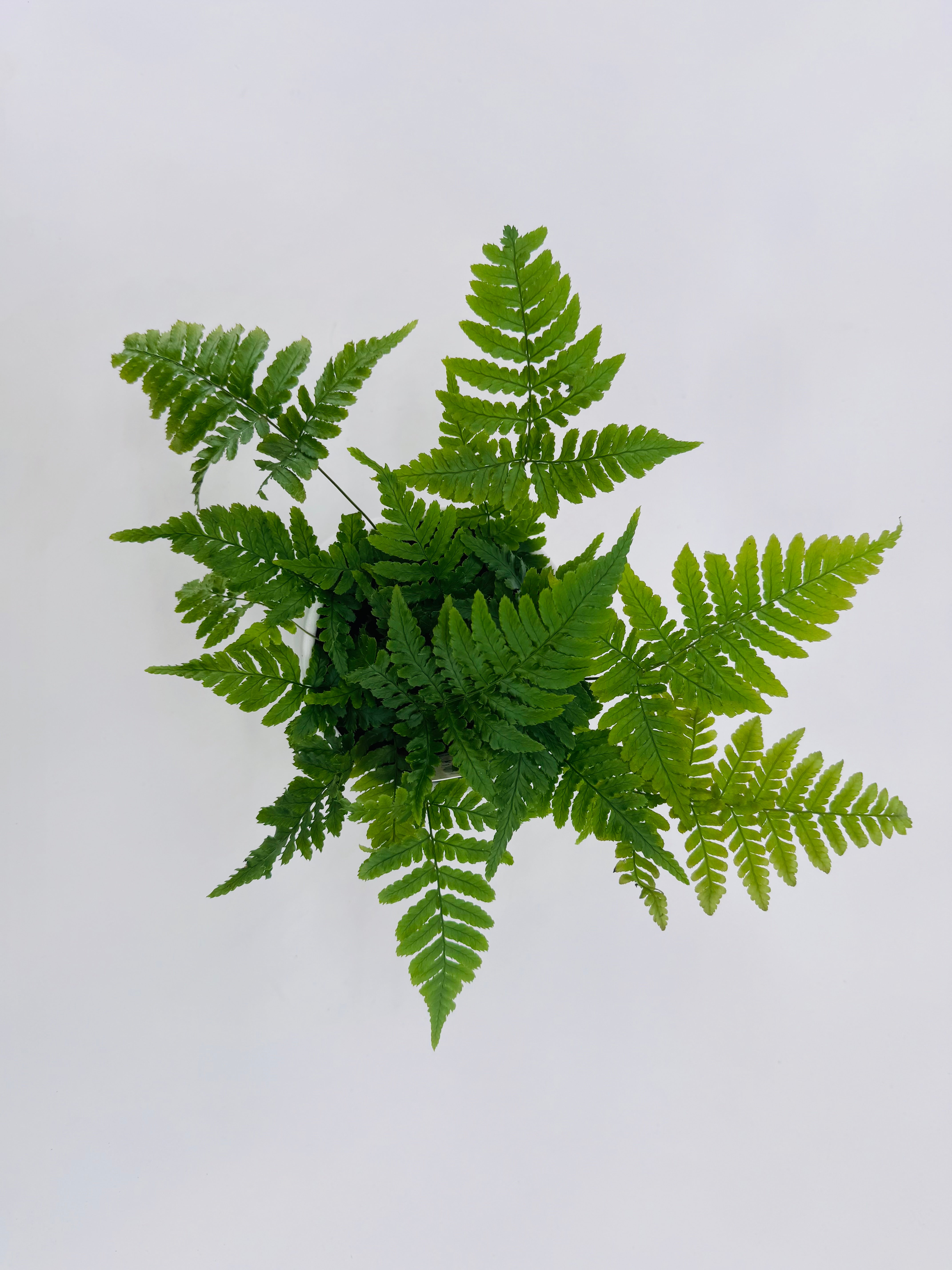 FERNS AIR SO PURE MEZCLADO M9