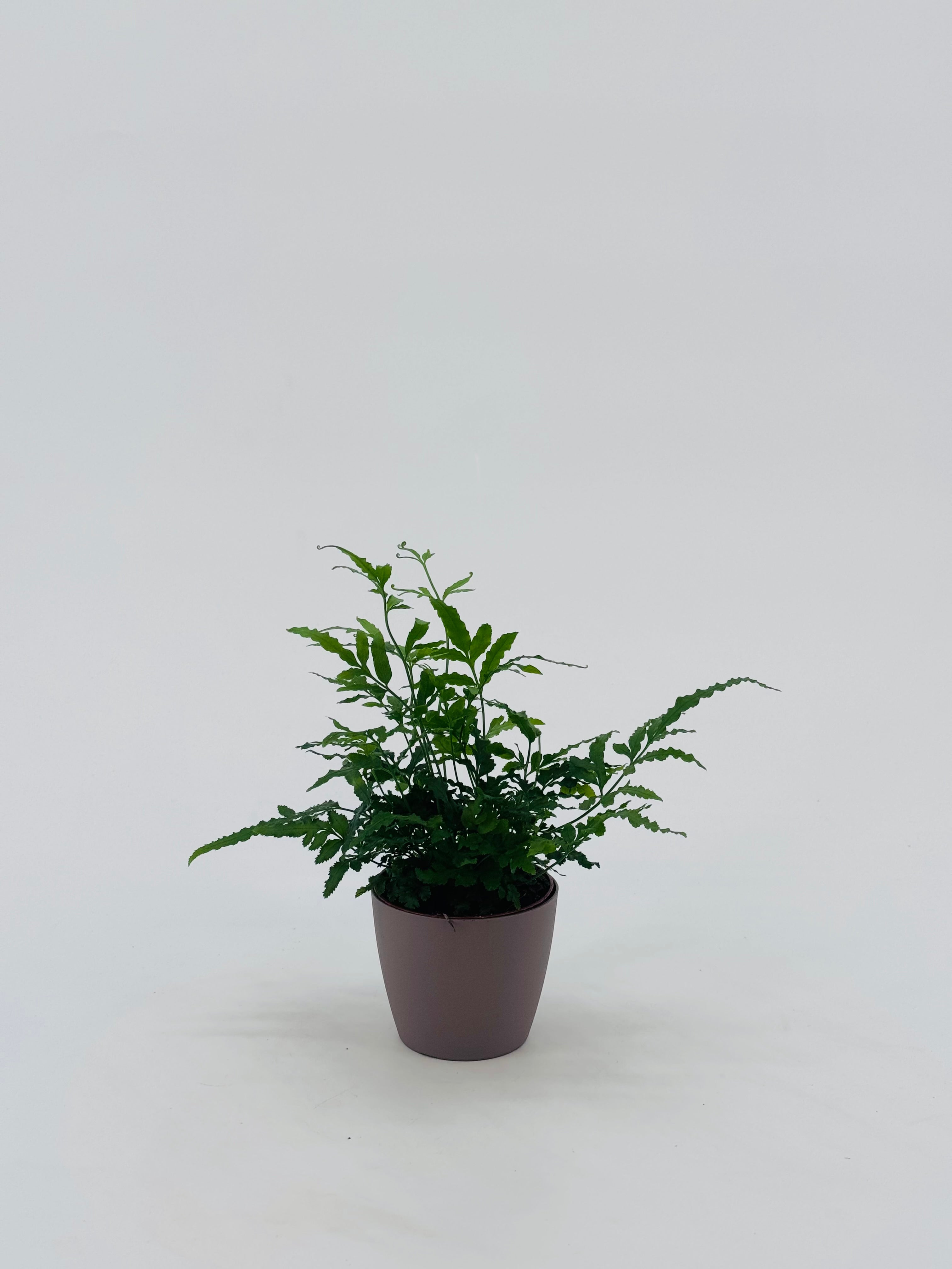 FERNS WINTERHARDY MEZCLADO