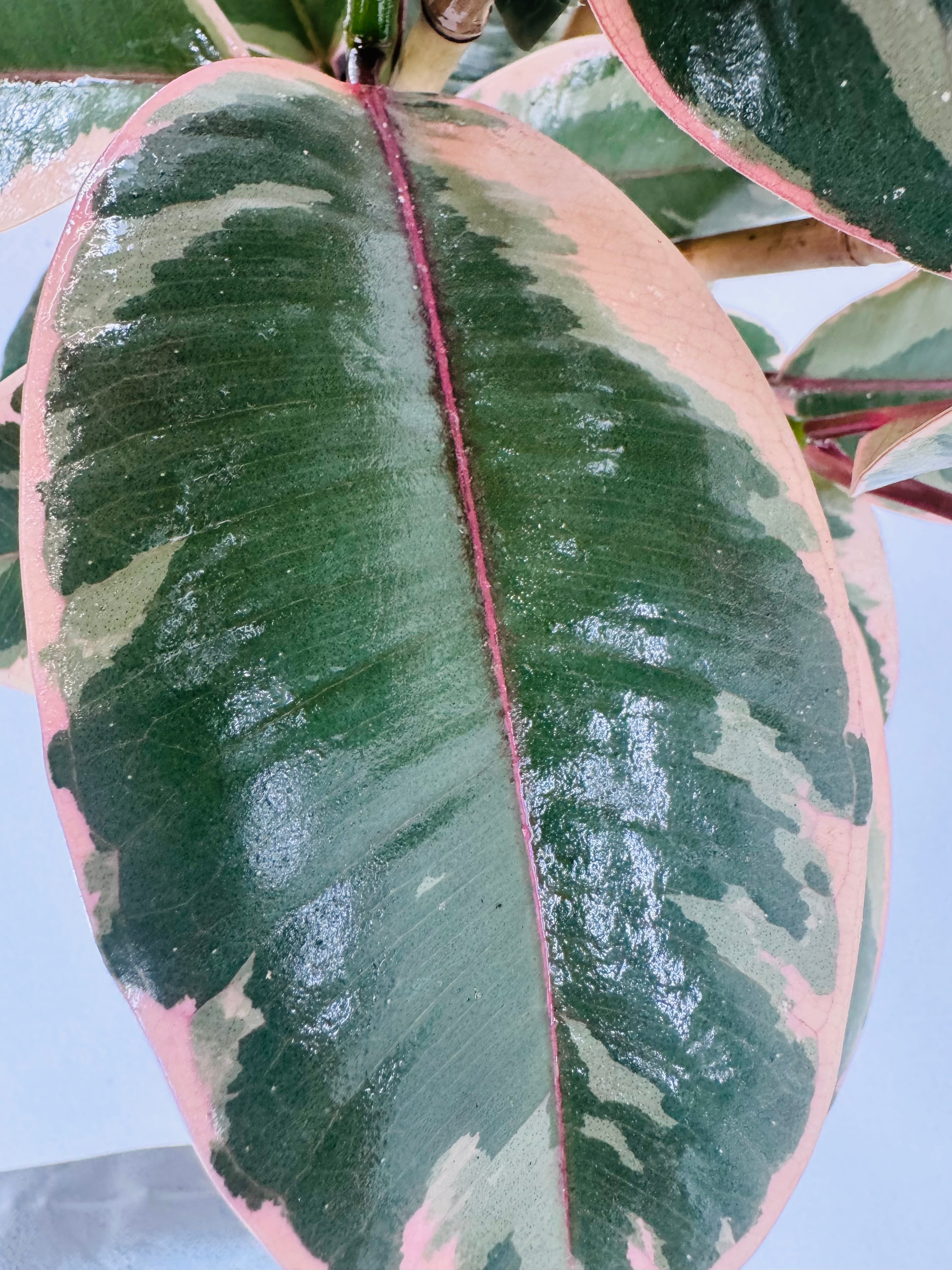 FICUS BELIZE RUBY C20 90CM