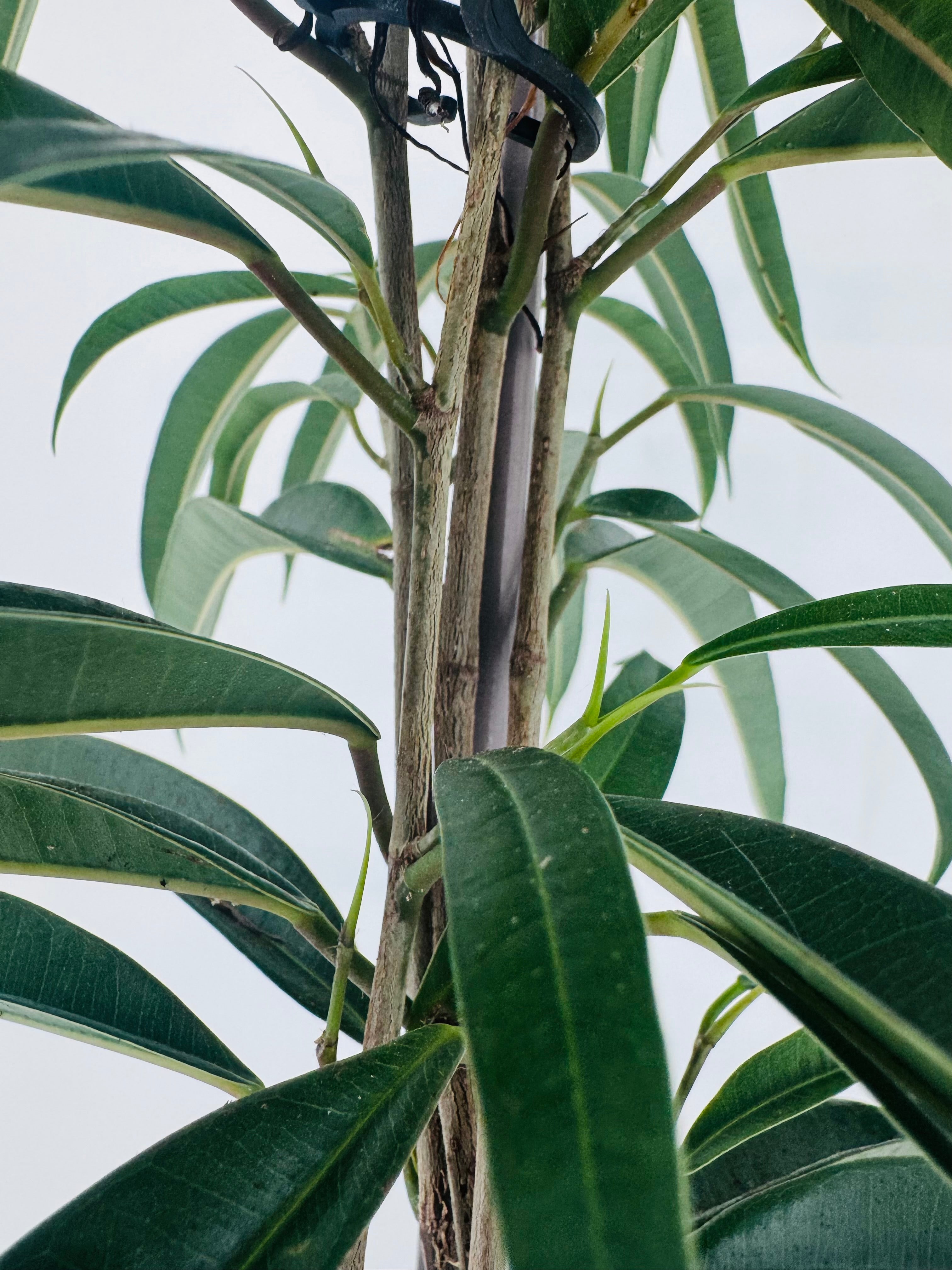 Ficus Binnendijkii 'Alii' M21 con hojas verdes largas y estrechas, tallos verticales.
