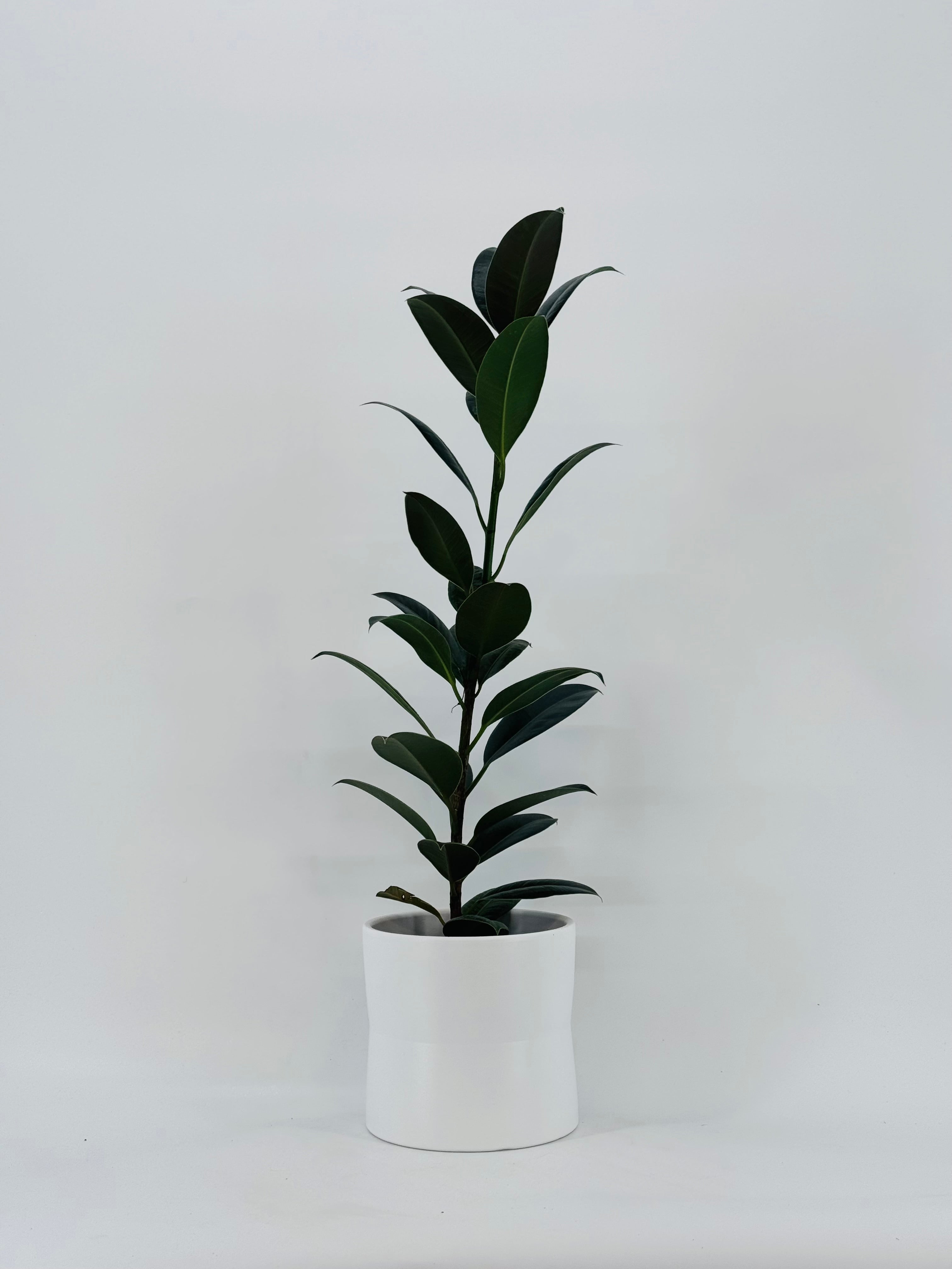 FICUS ELASTICA MEZCLADO M14