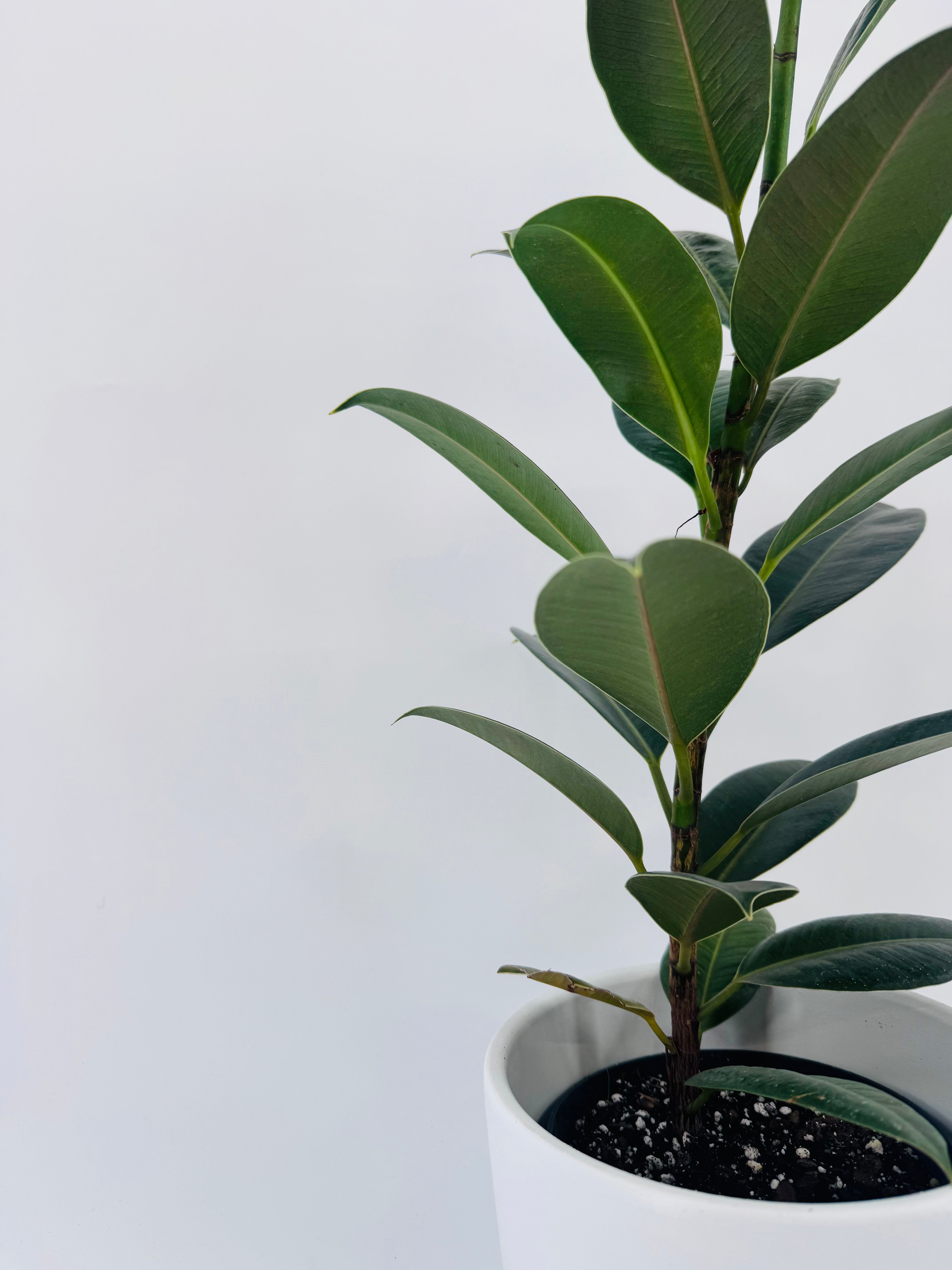 FICUS ELASTICA MEZCLADO M14