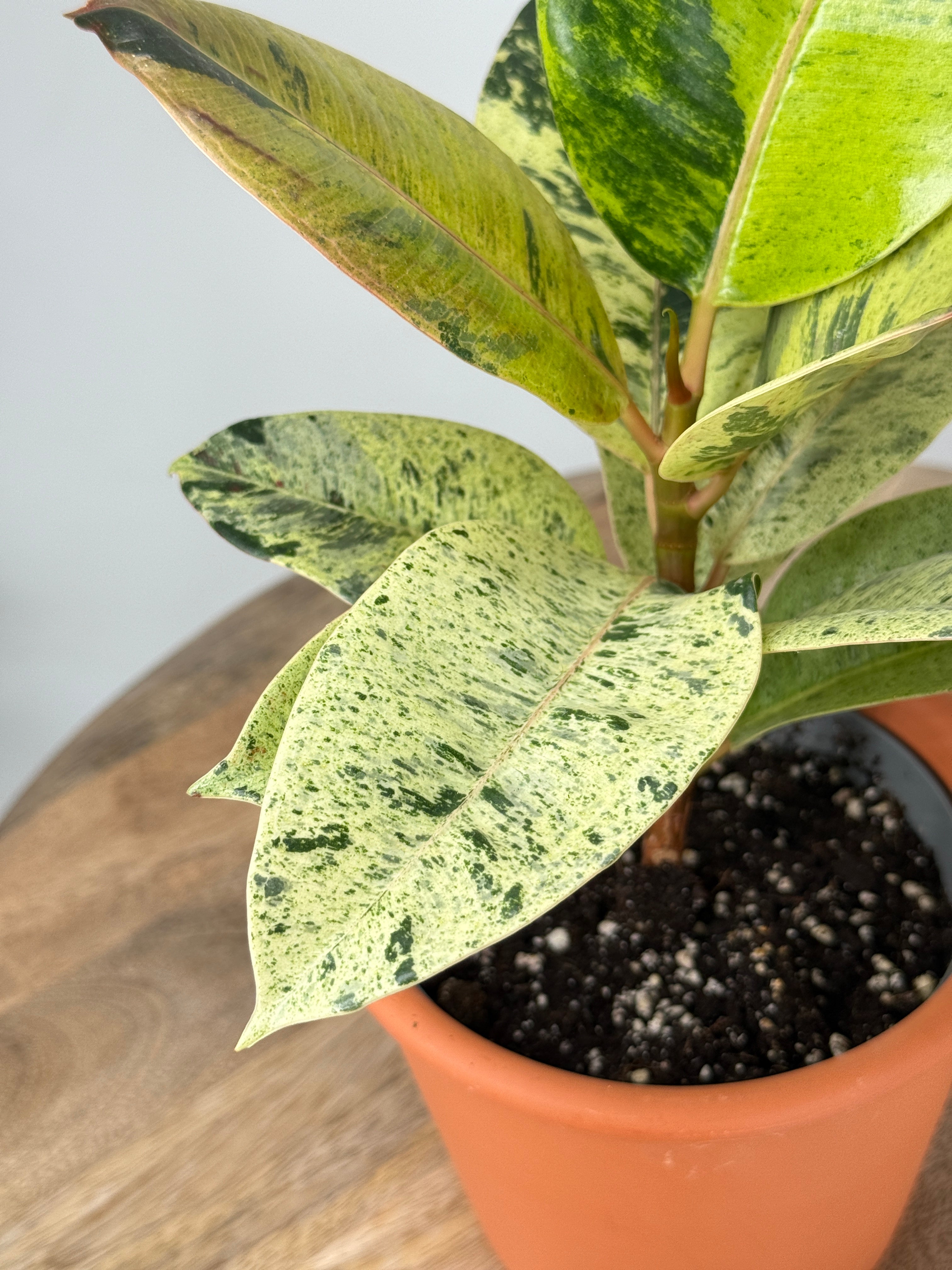 FICUS EL SHIVEREANA M12