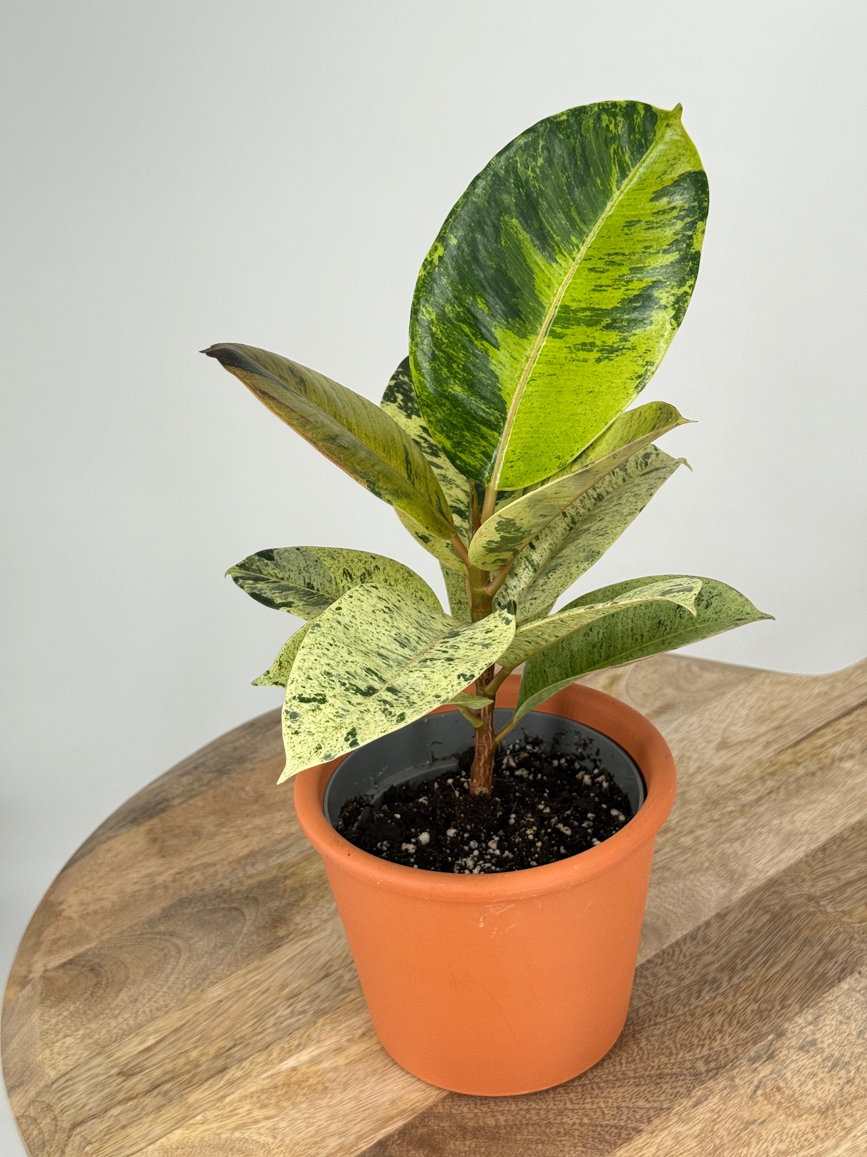 FICUS EL SHIVEREANA M12