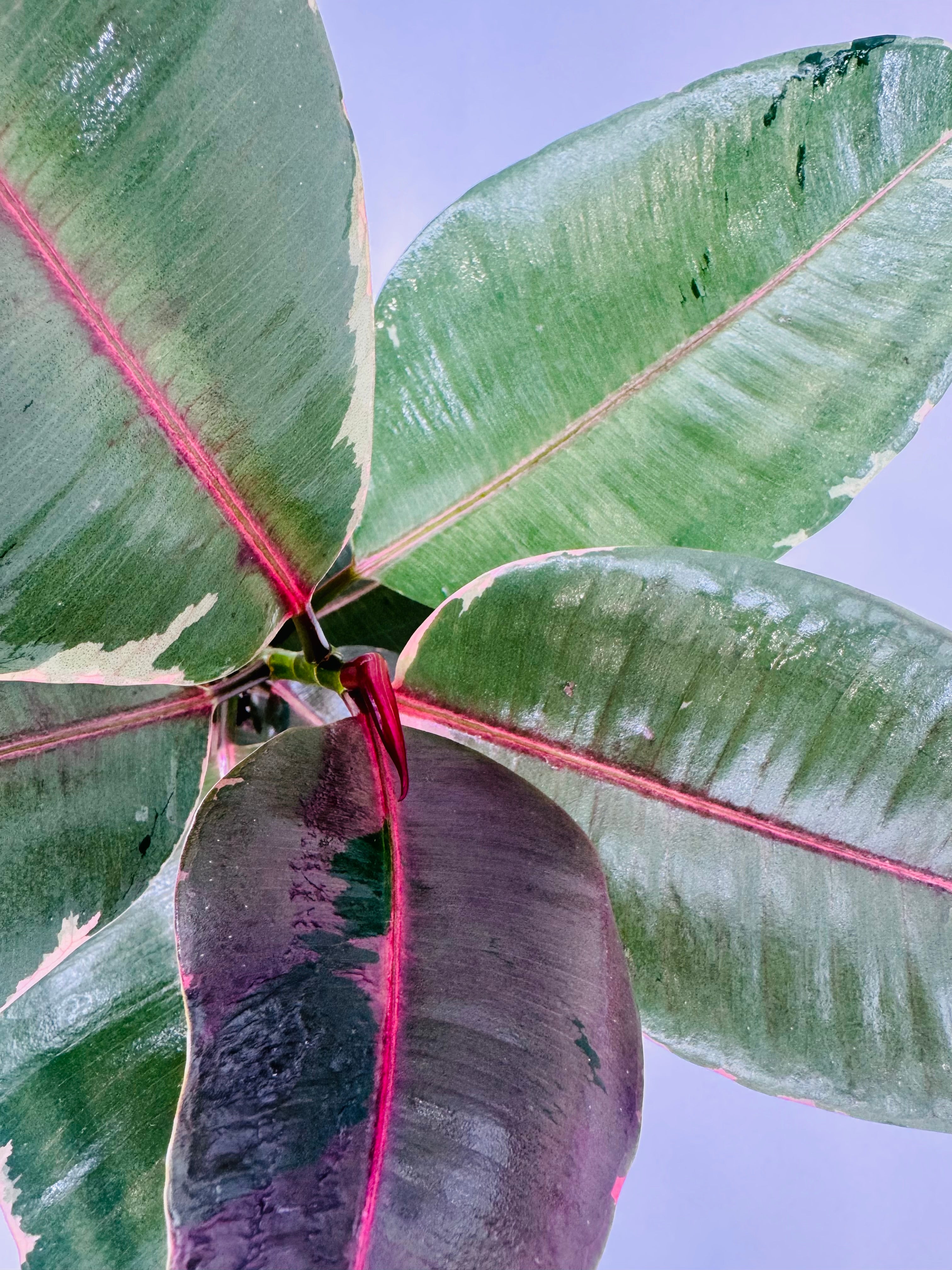 FICUS ELÁSTICA MIX M17