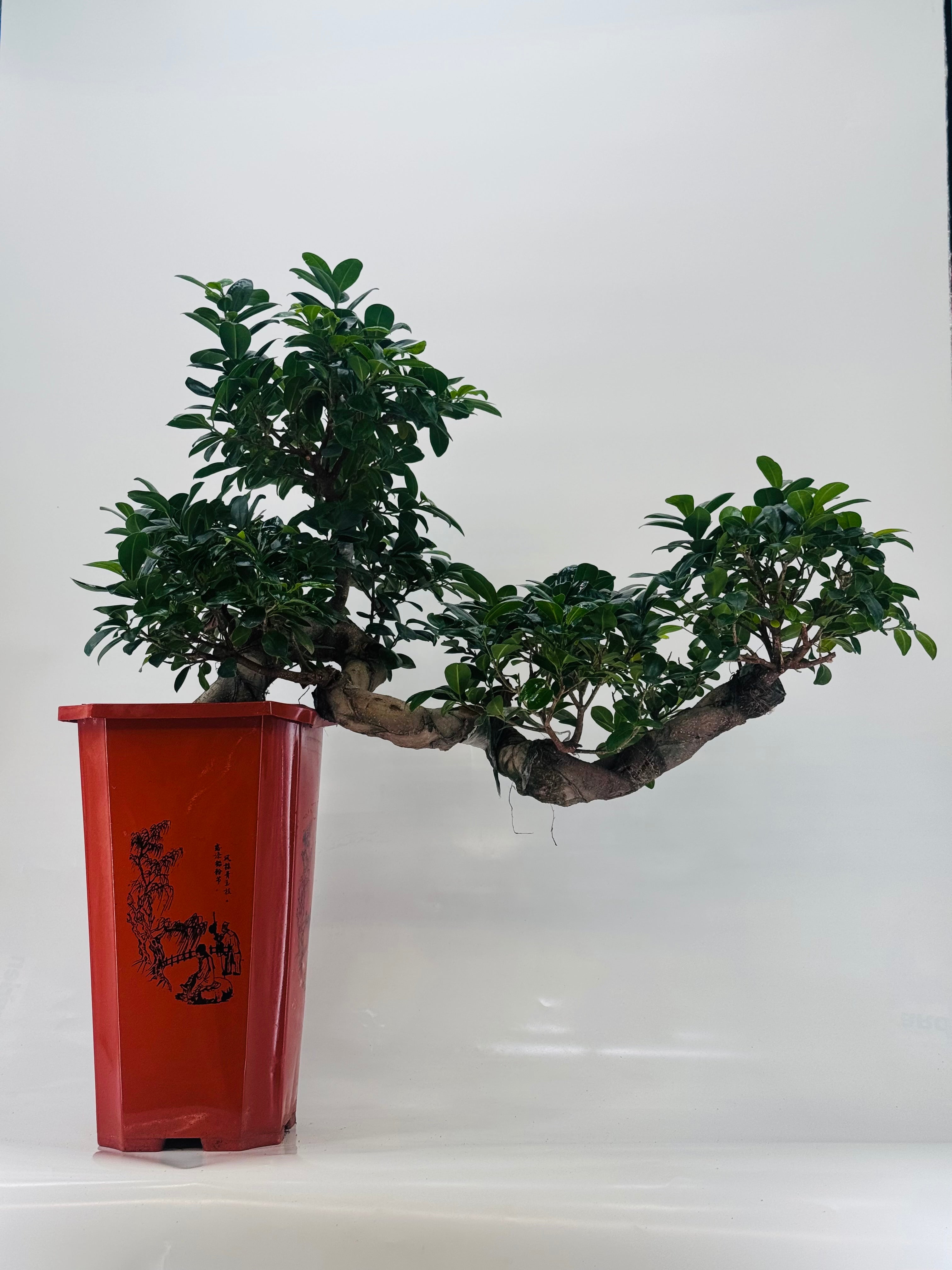 FICUS MICR. GINSENG CASCADA M30