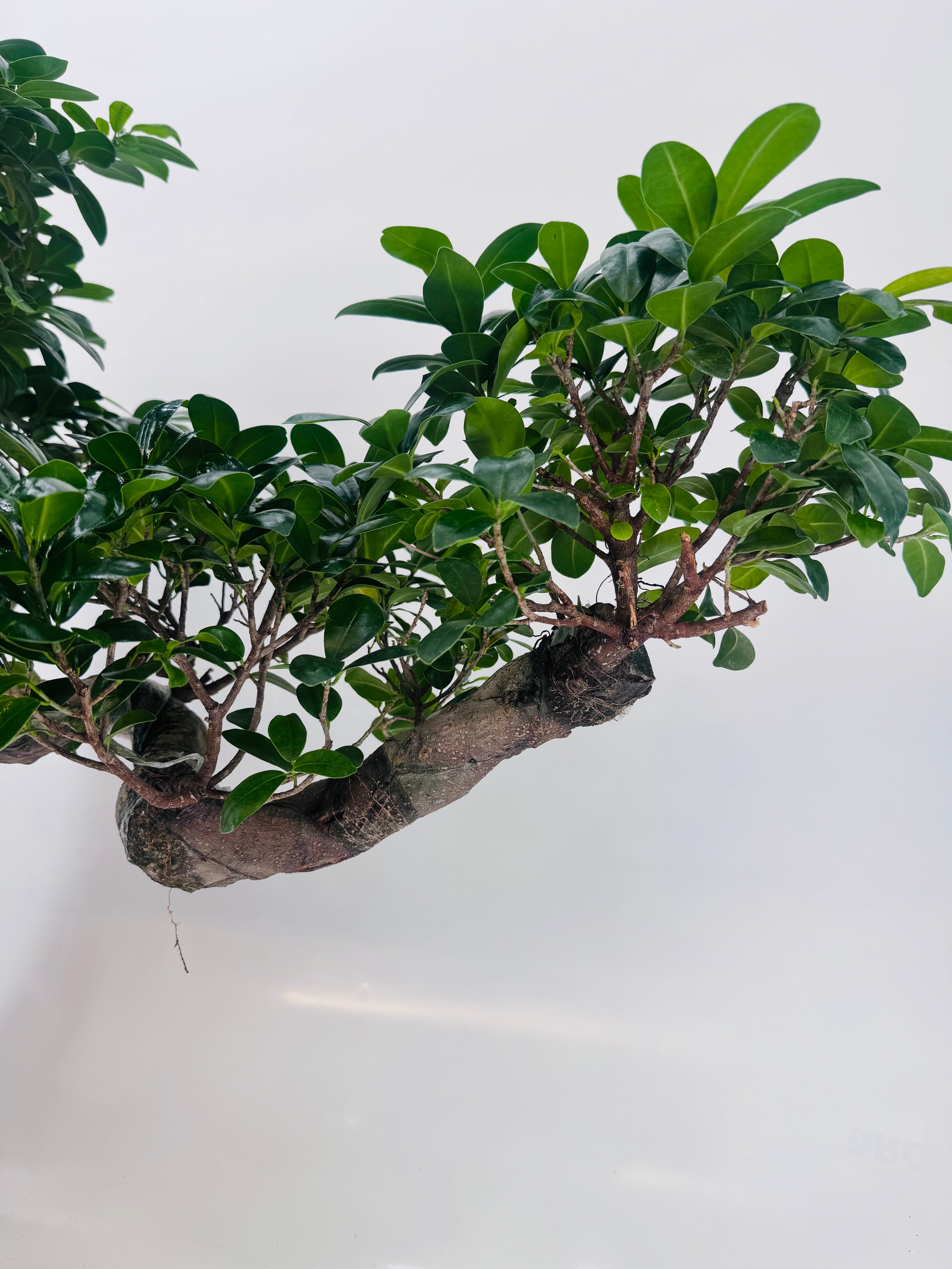 FICUS MICR. GINSENG CASCADA M30