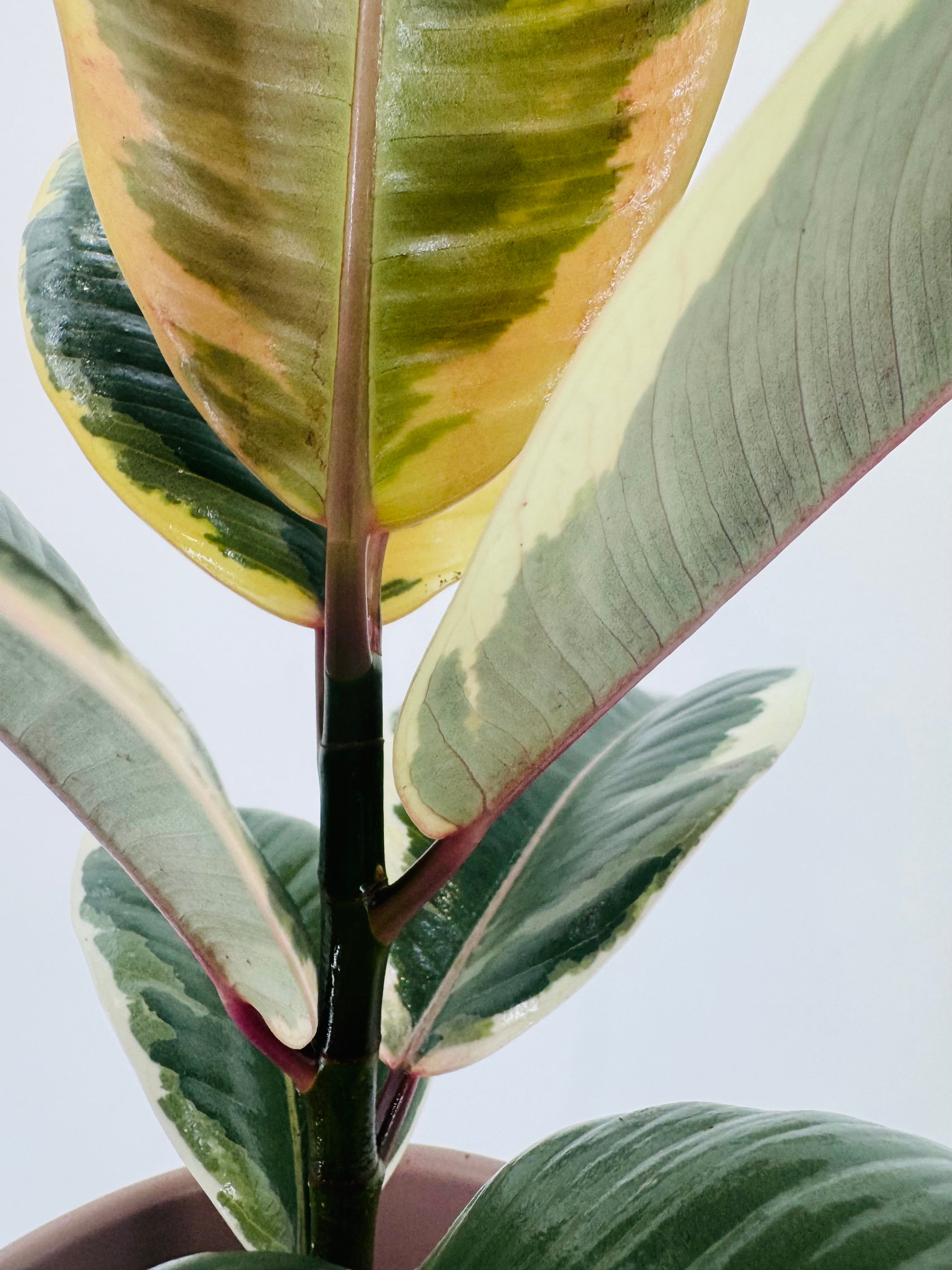 Ficus Mix M12 con hojas variegadas en tonos verdes, crema y rosados, mostrando tallos rojizos.