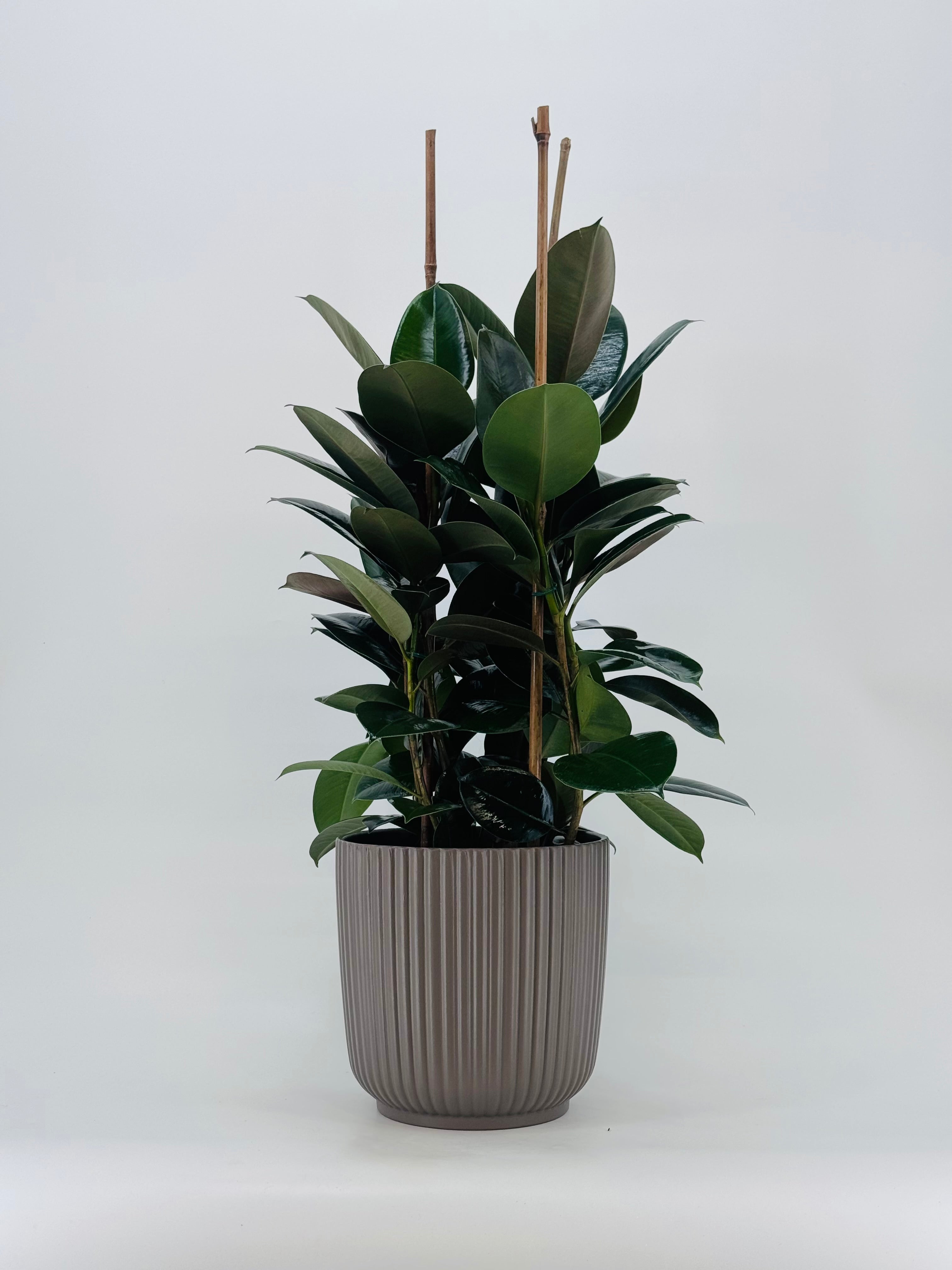 FICUS ROBUSTA C20 3CAÑAS 90CM