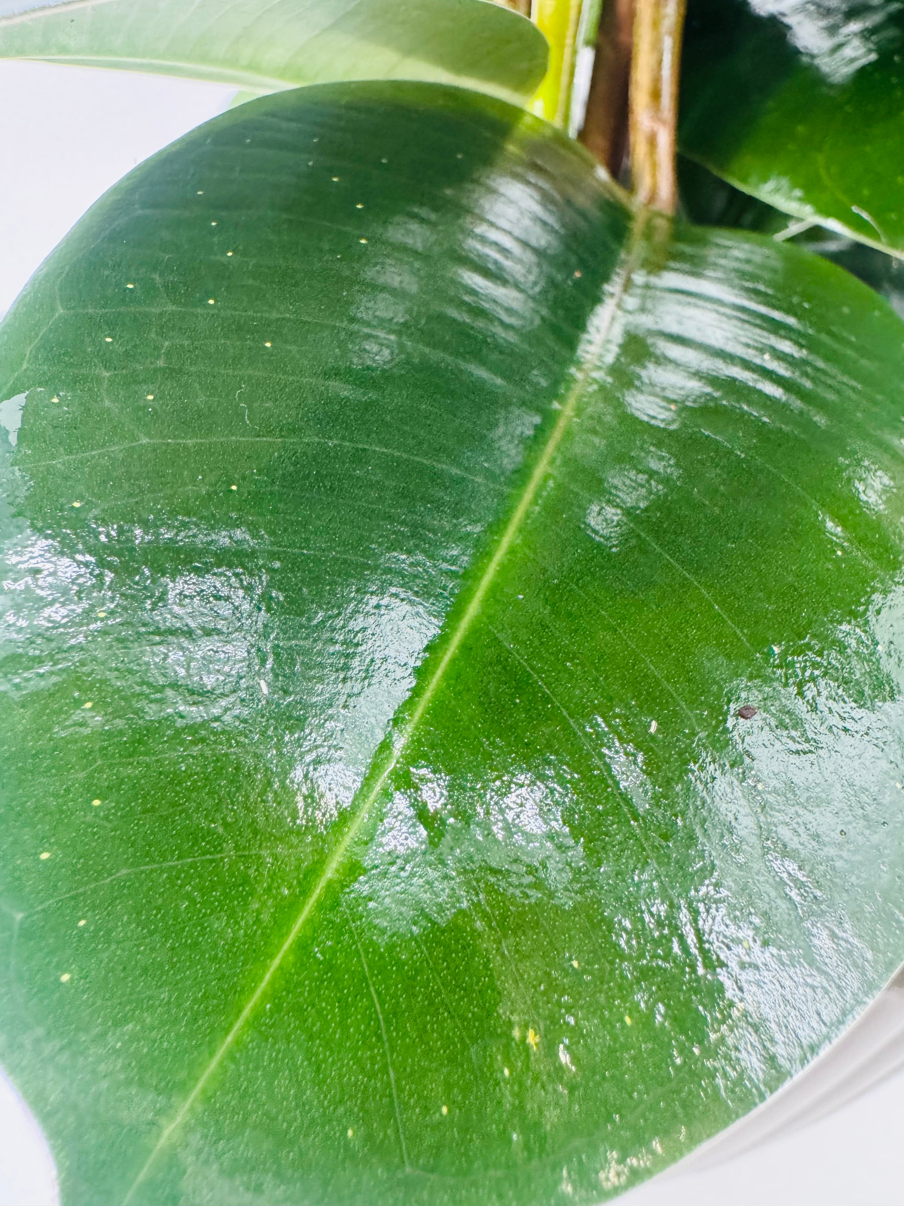 FICUS ROBUSTA C20 3CAÑAS 90CM