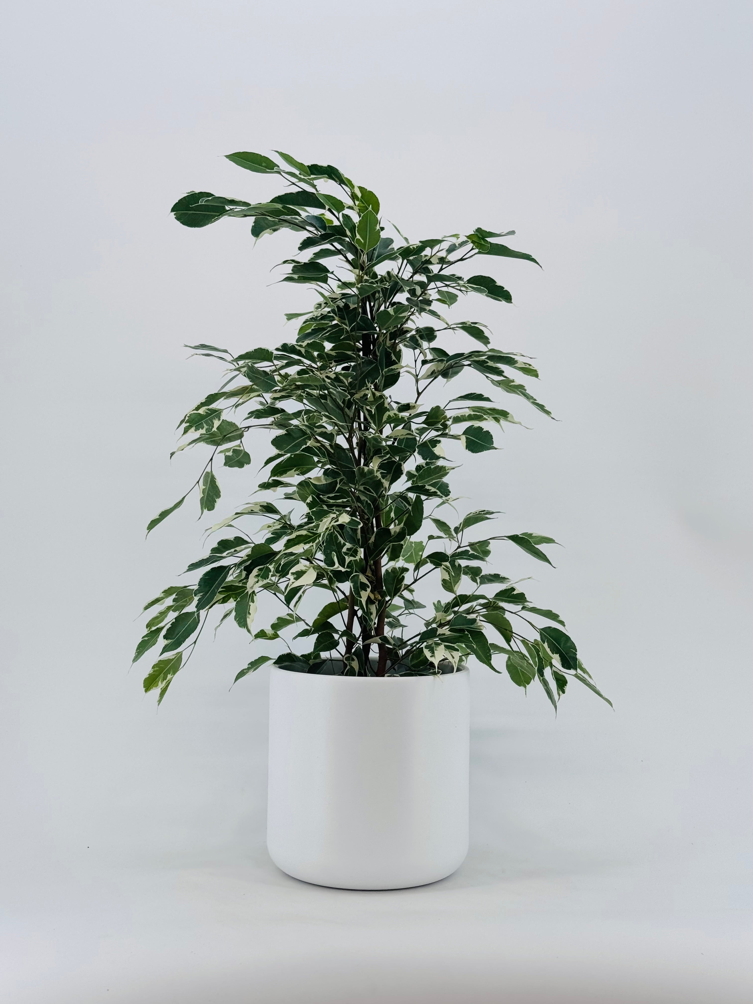 FICUS TWILIGHT C17 90CM