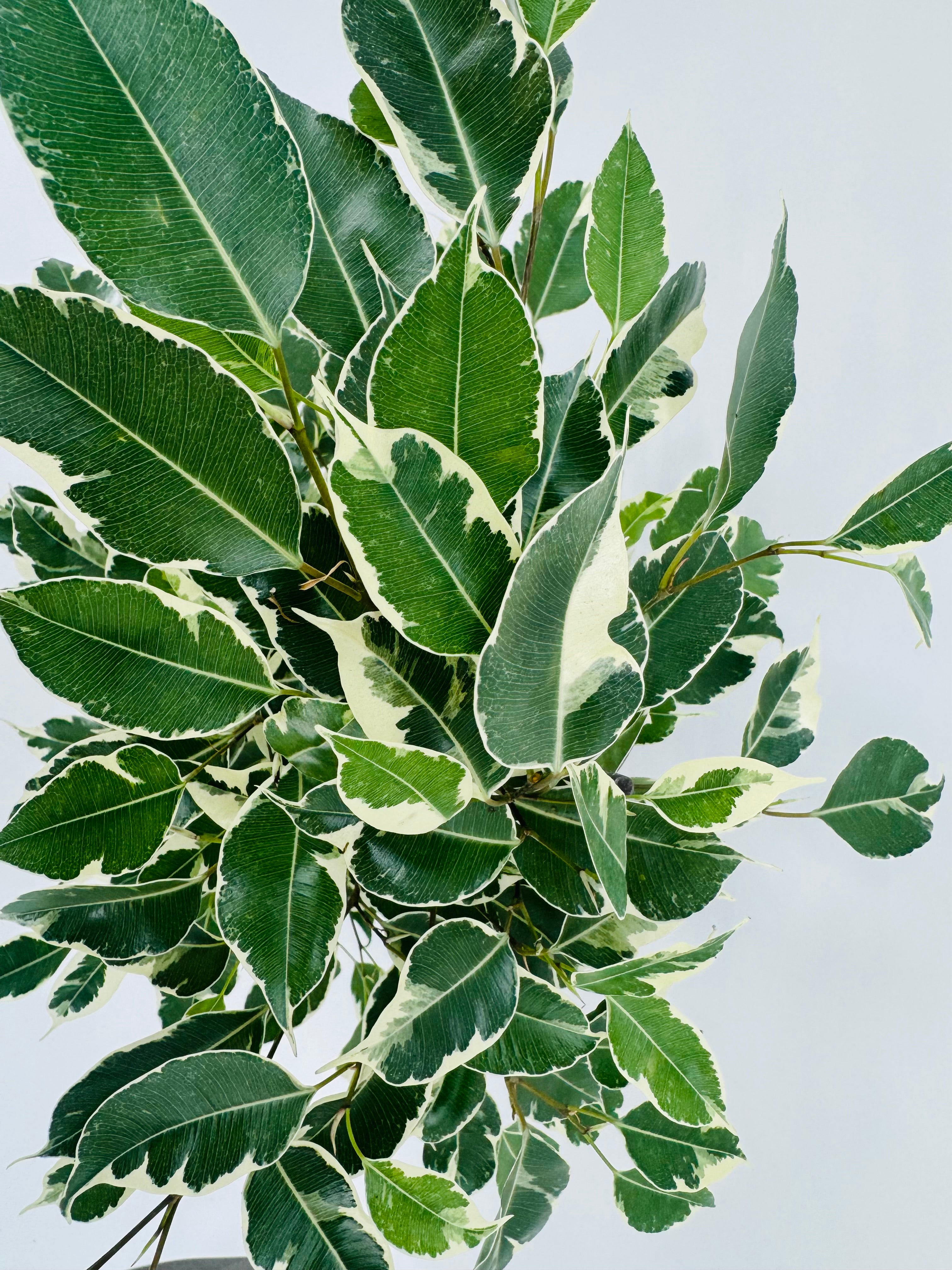 FICUS TWILIGHT C17 90CM