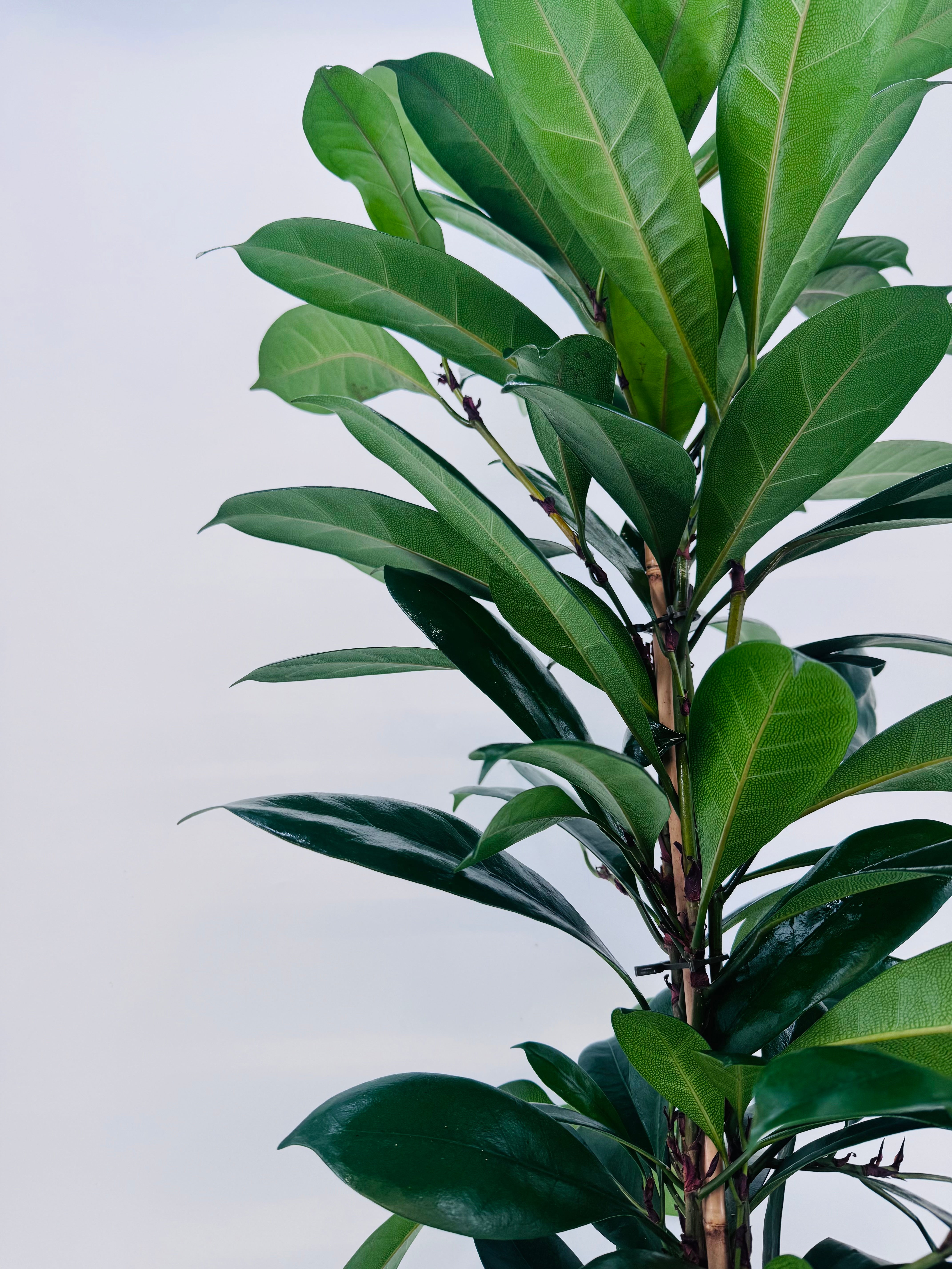 FYCUS CYATHISTIPULA M21