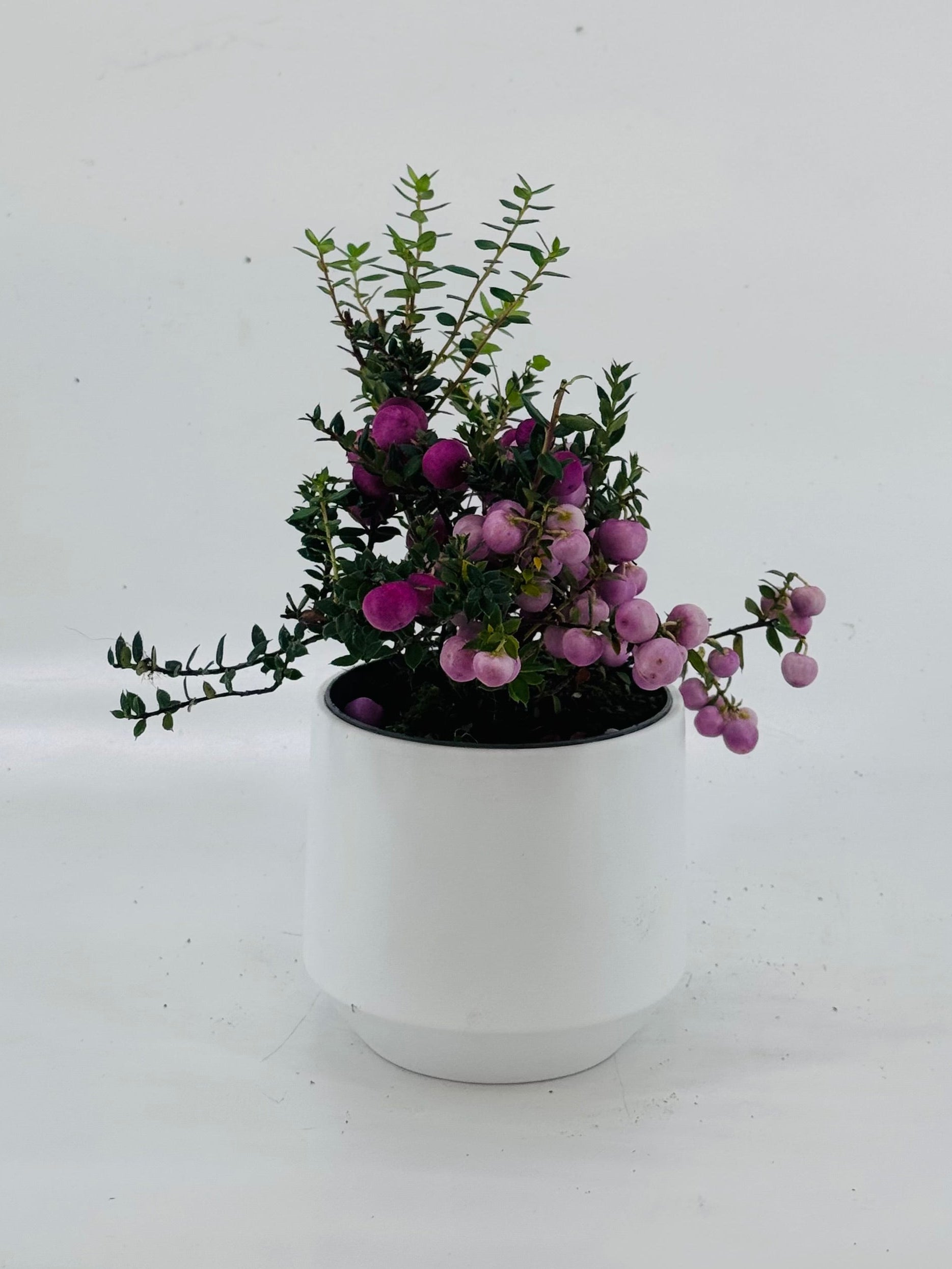 GAULTHERIA EXTRA