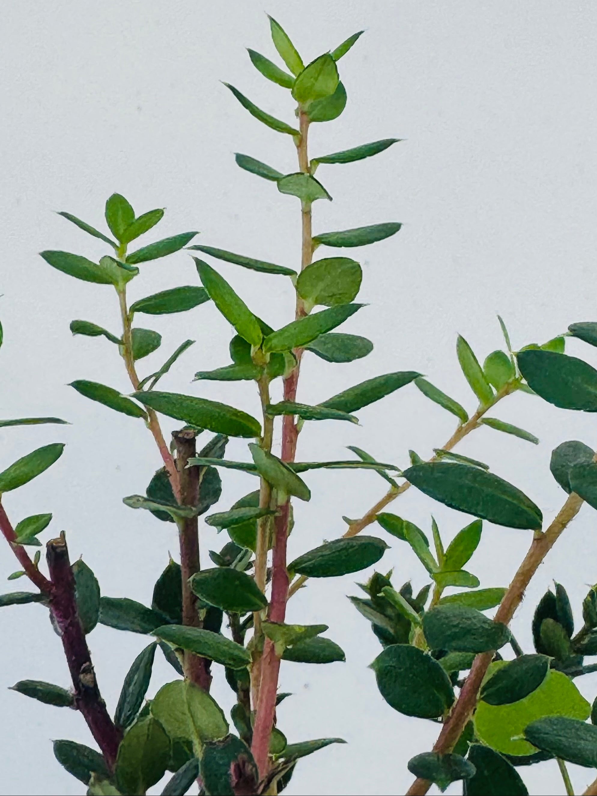GAULTHERIA EXTRA